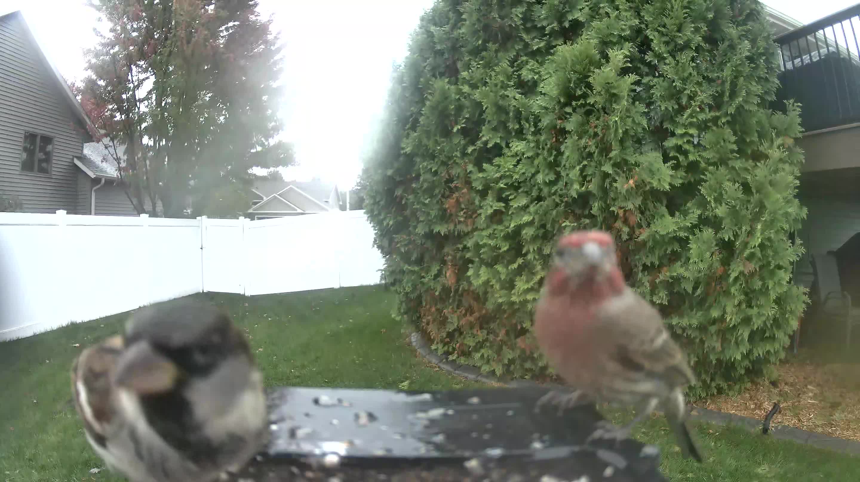 House Sparrow