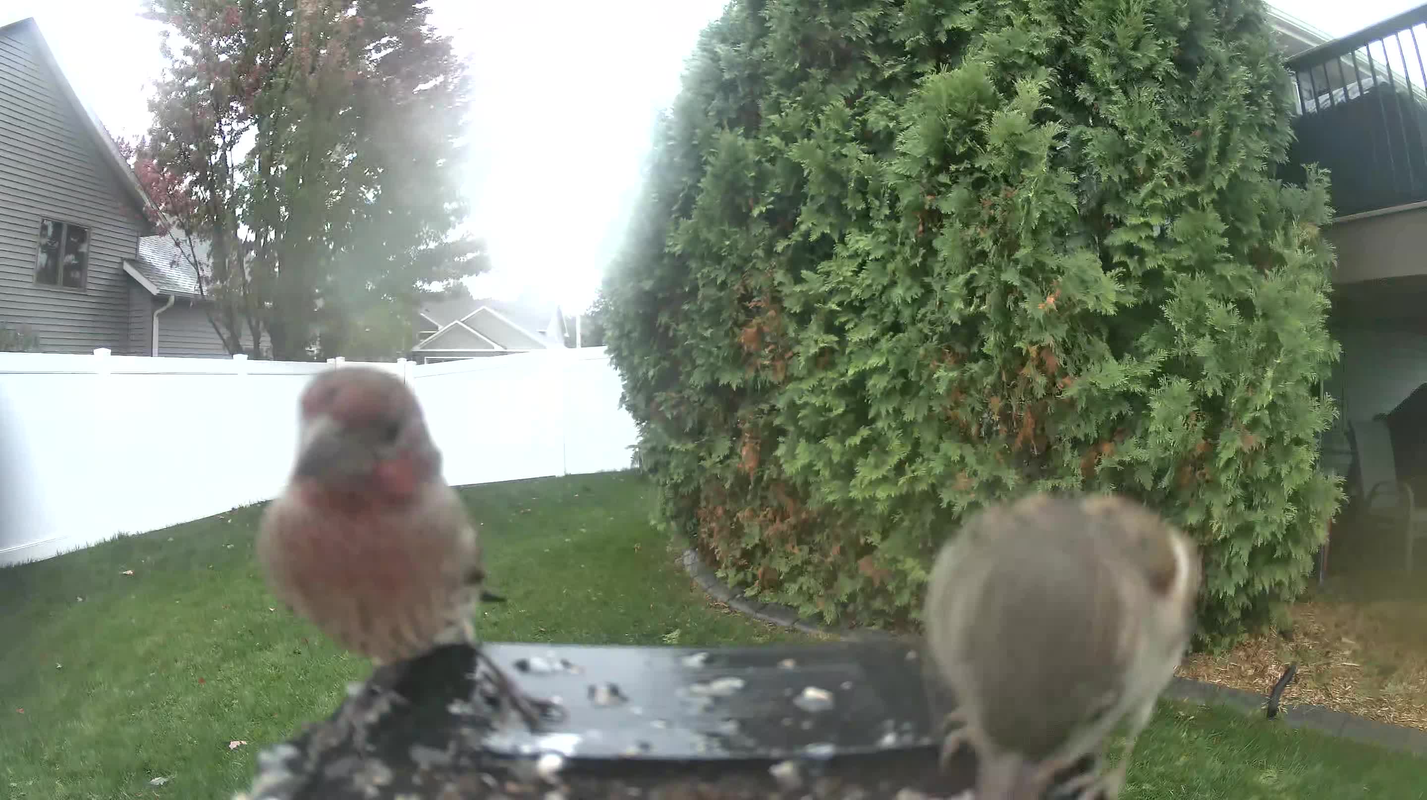 House Finch