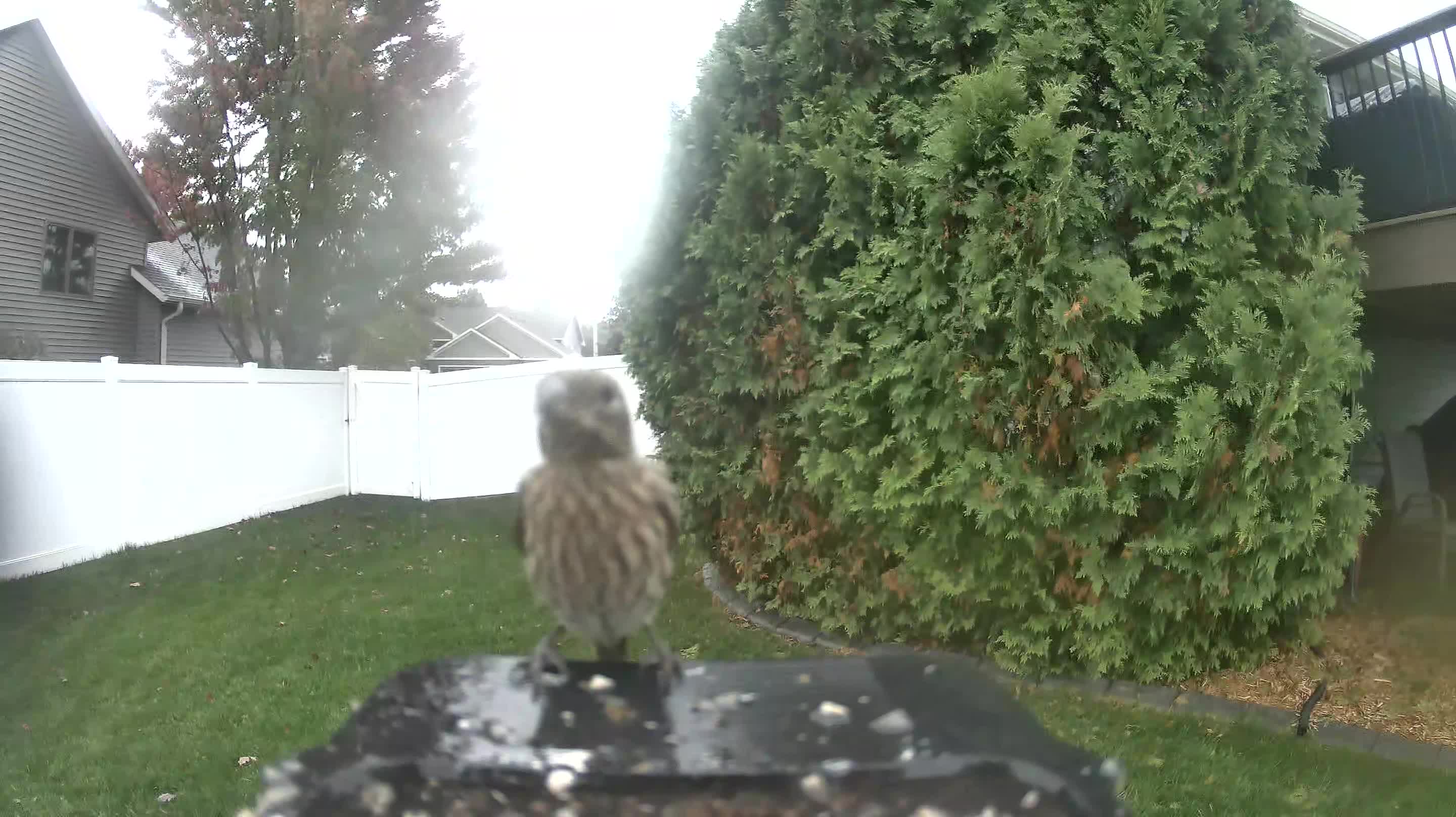 House Finch