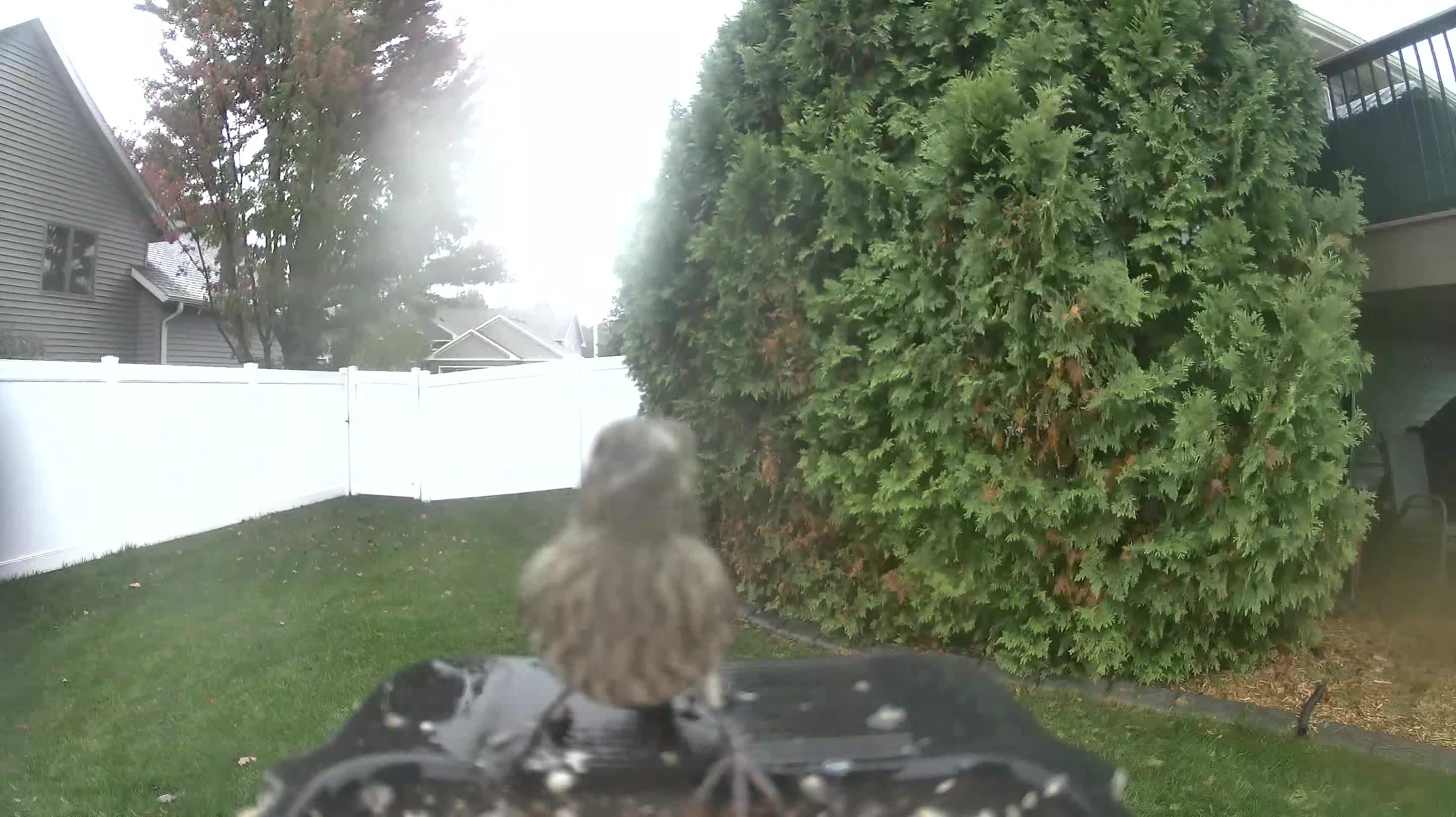 House Finch