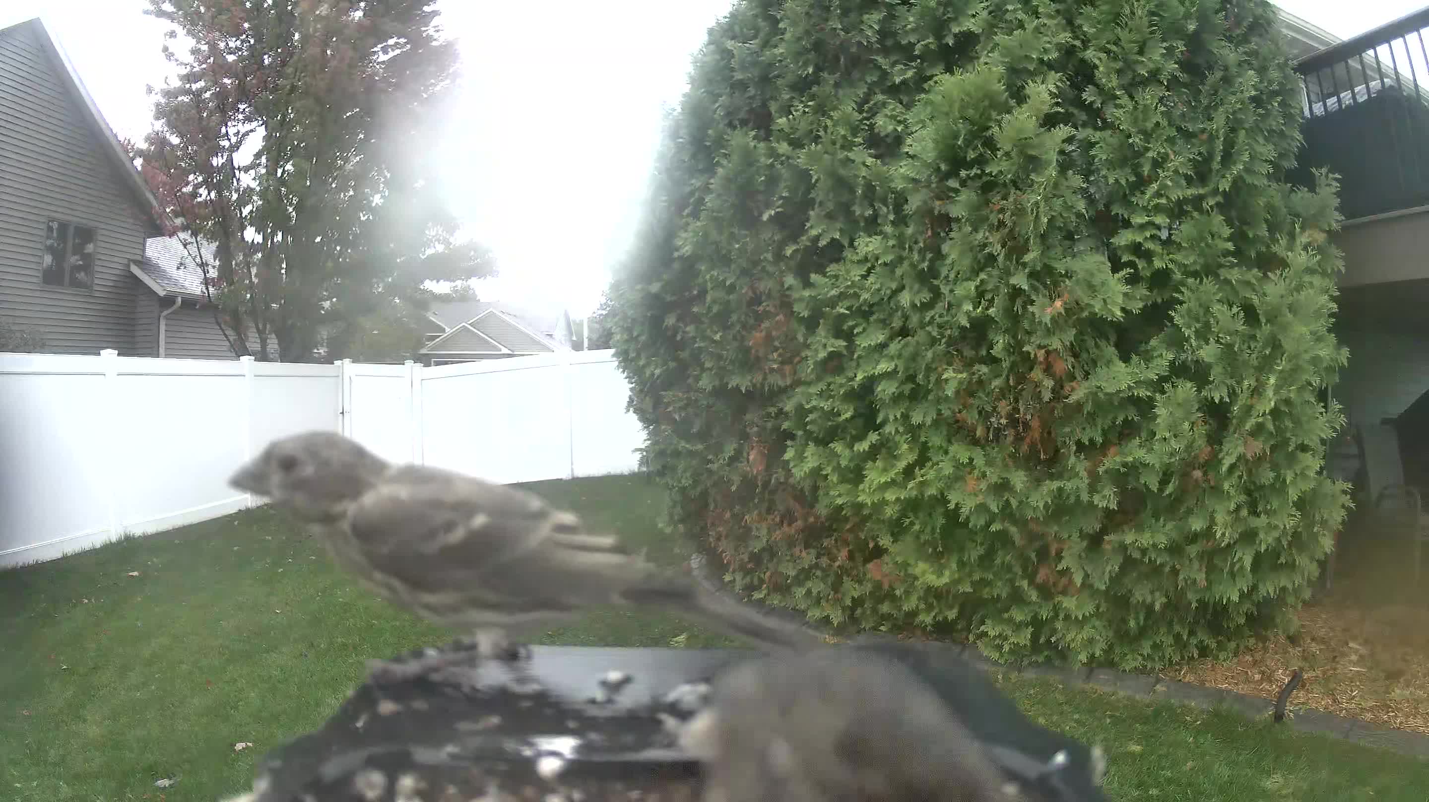 House Finch