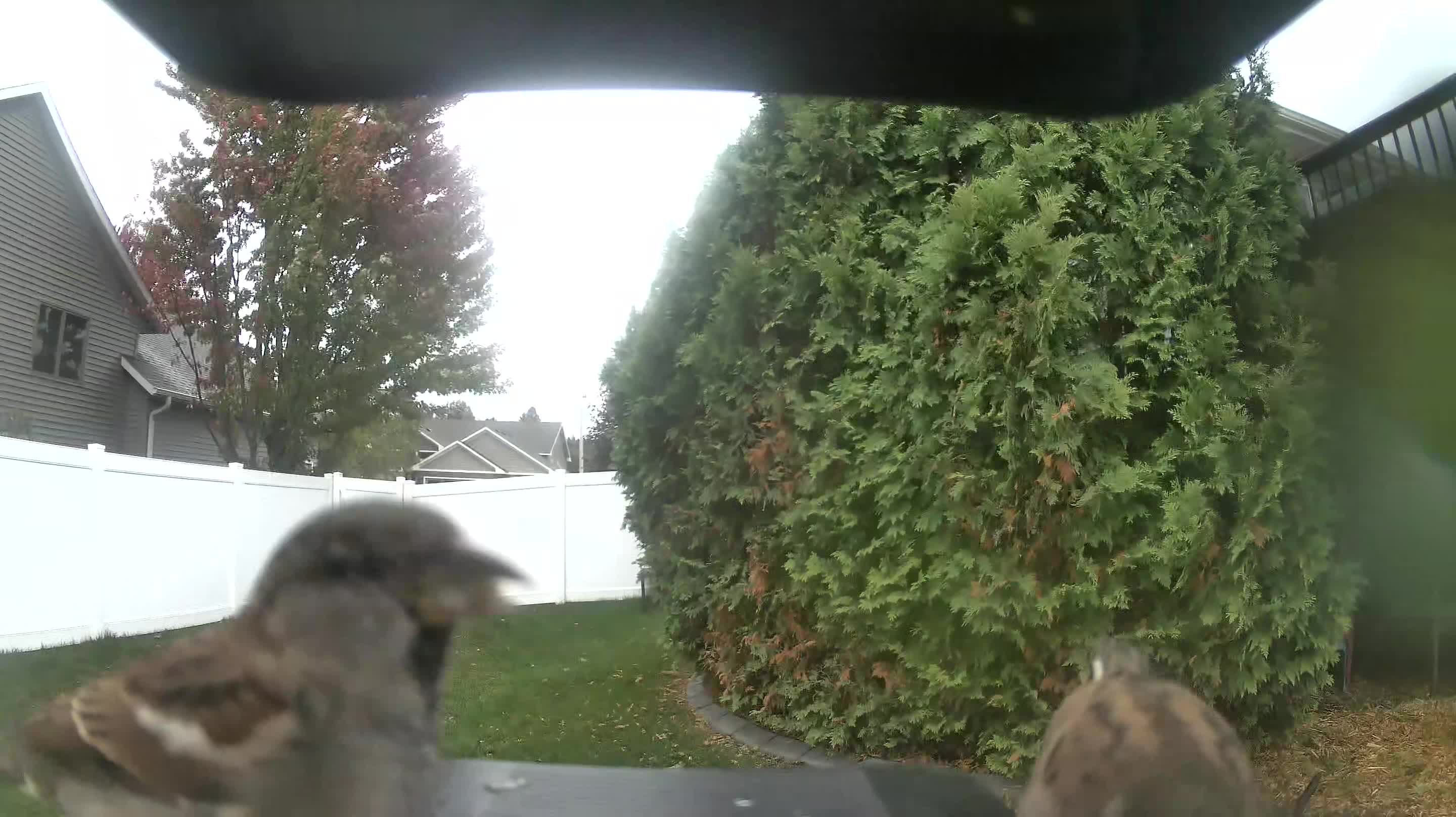 House Sparrow