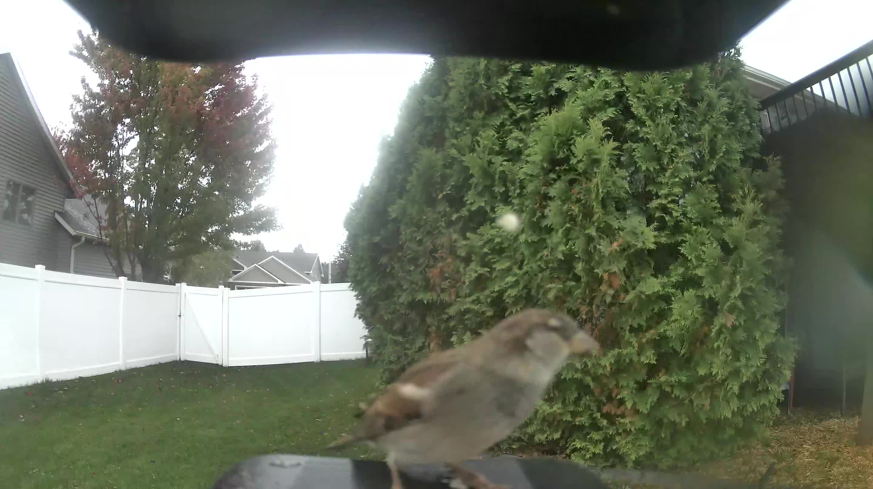 House Sparrow