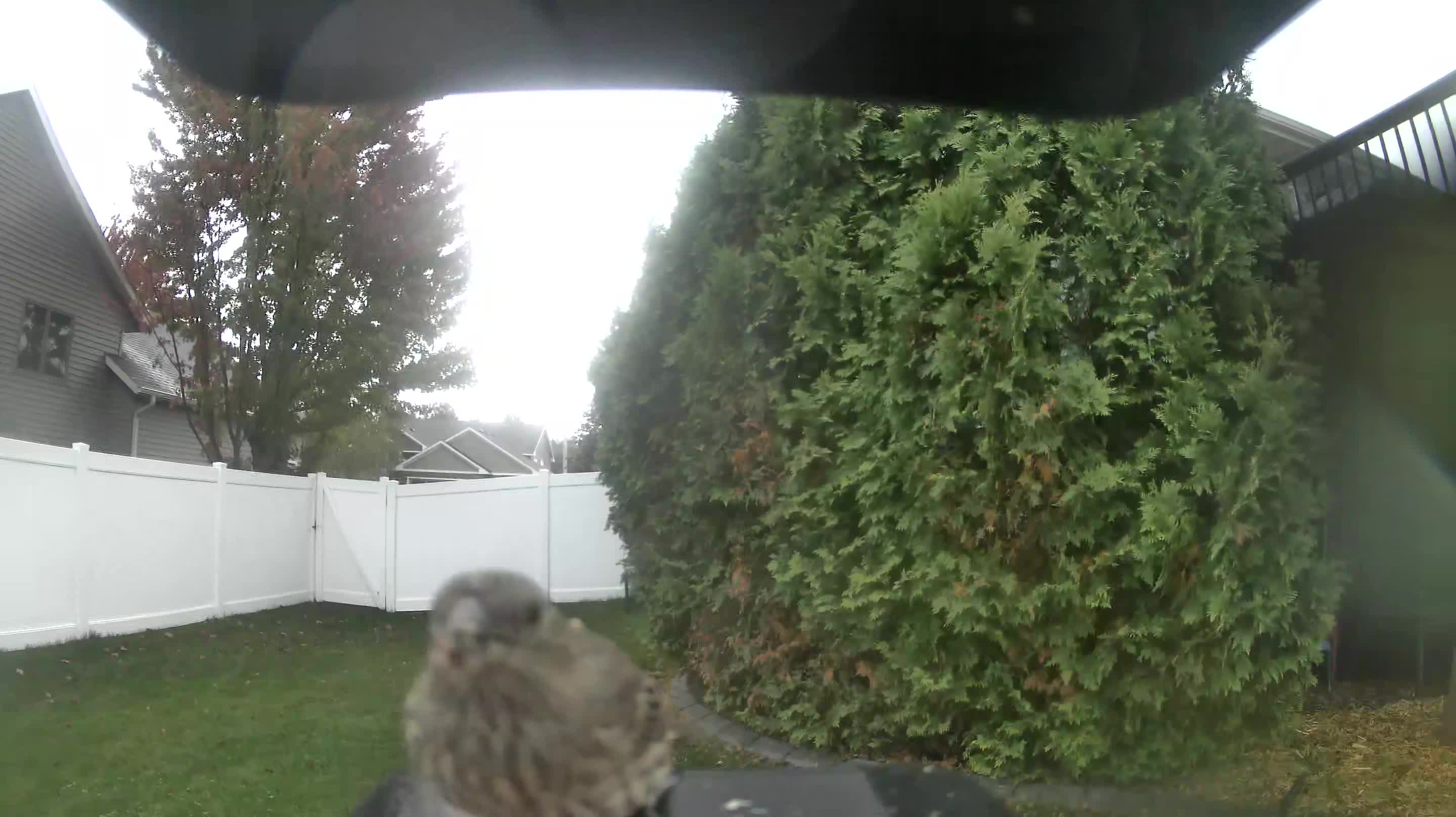 House Finch