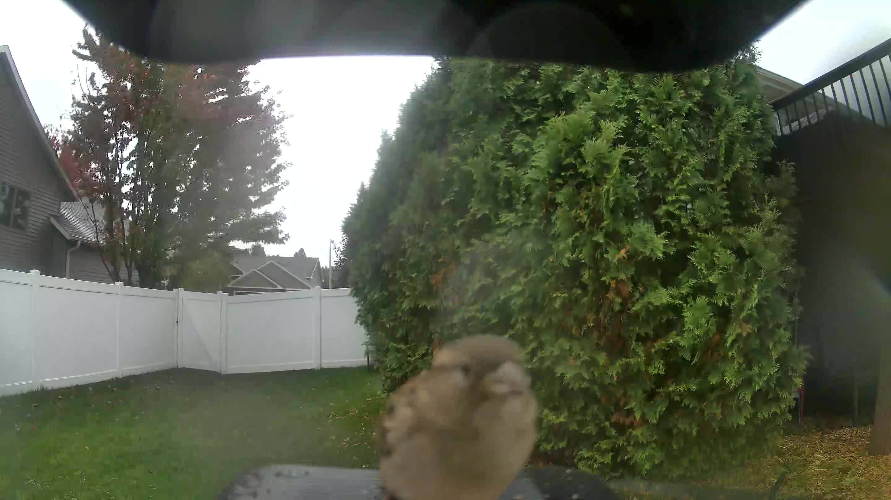 House Sparrow