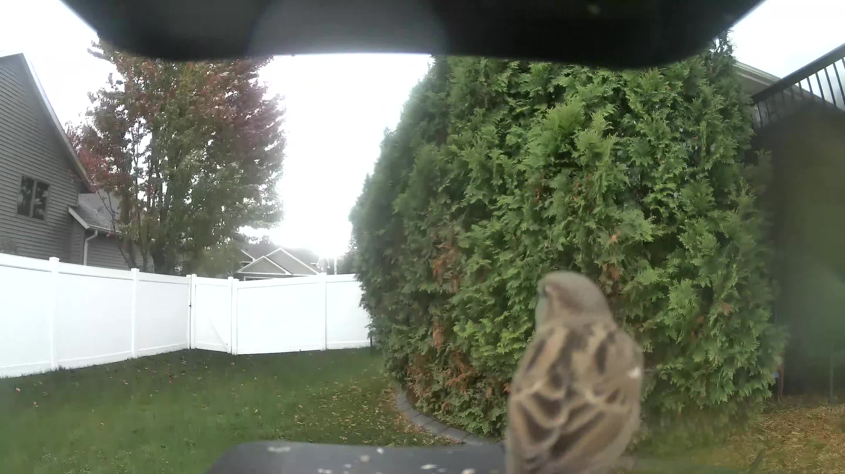 House Sparrow