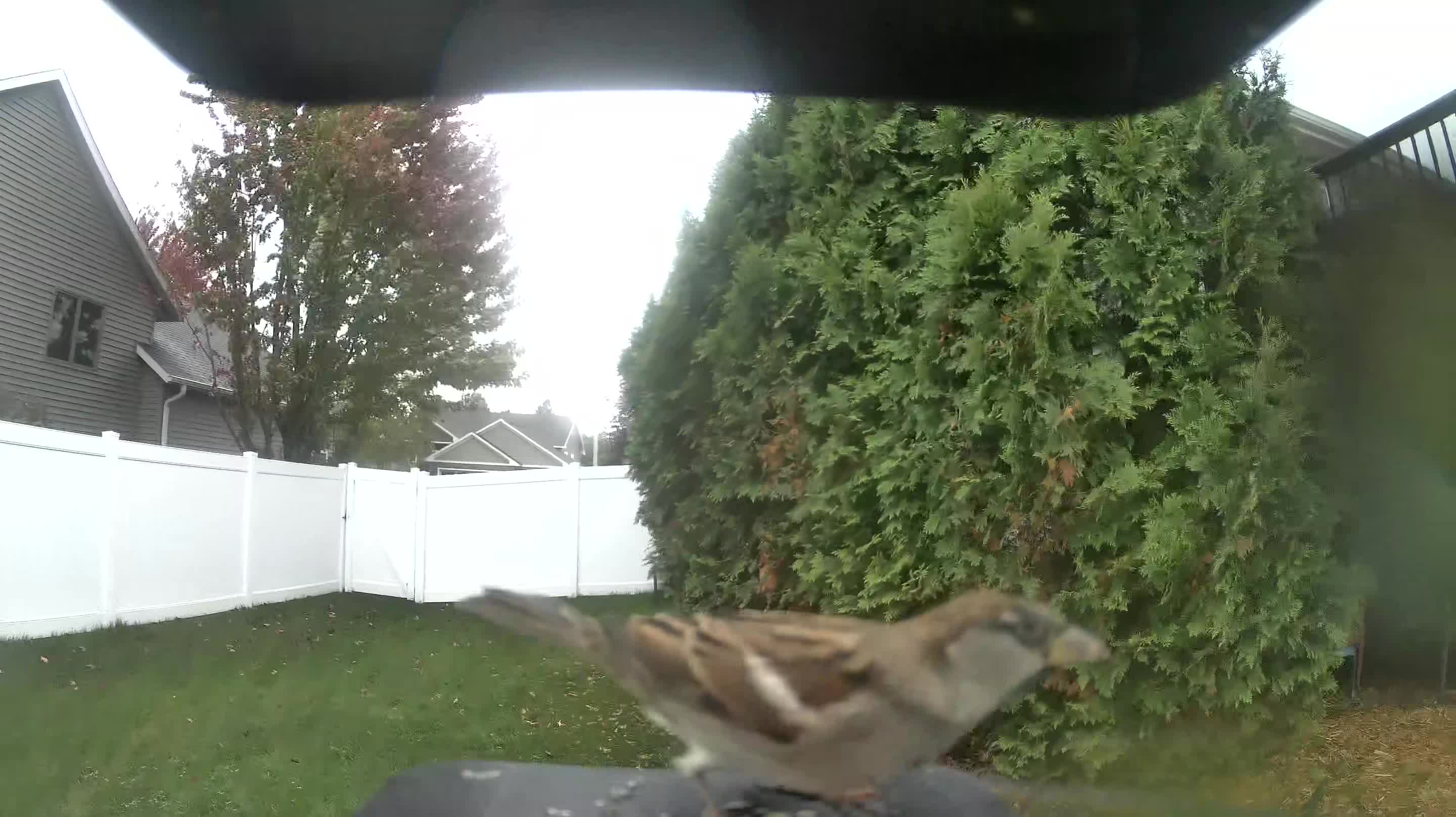 House Sparrow