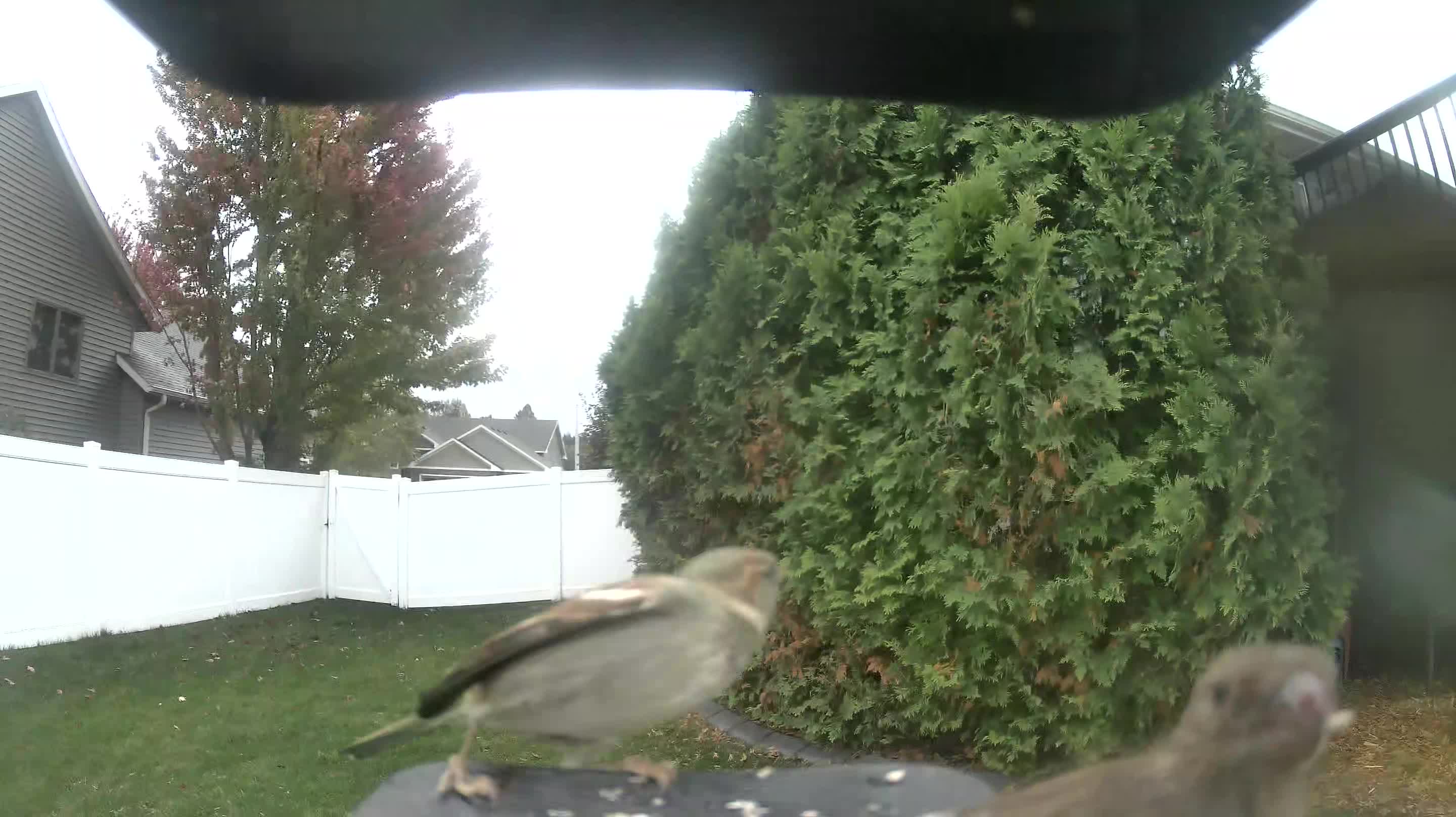 House Sparrow