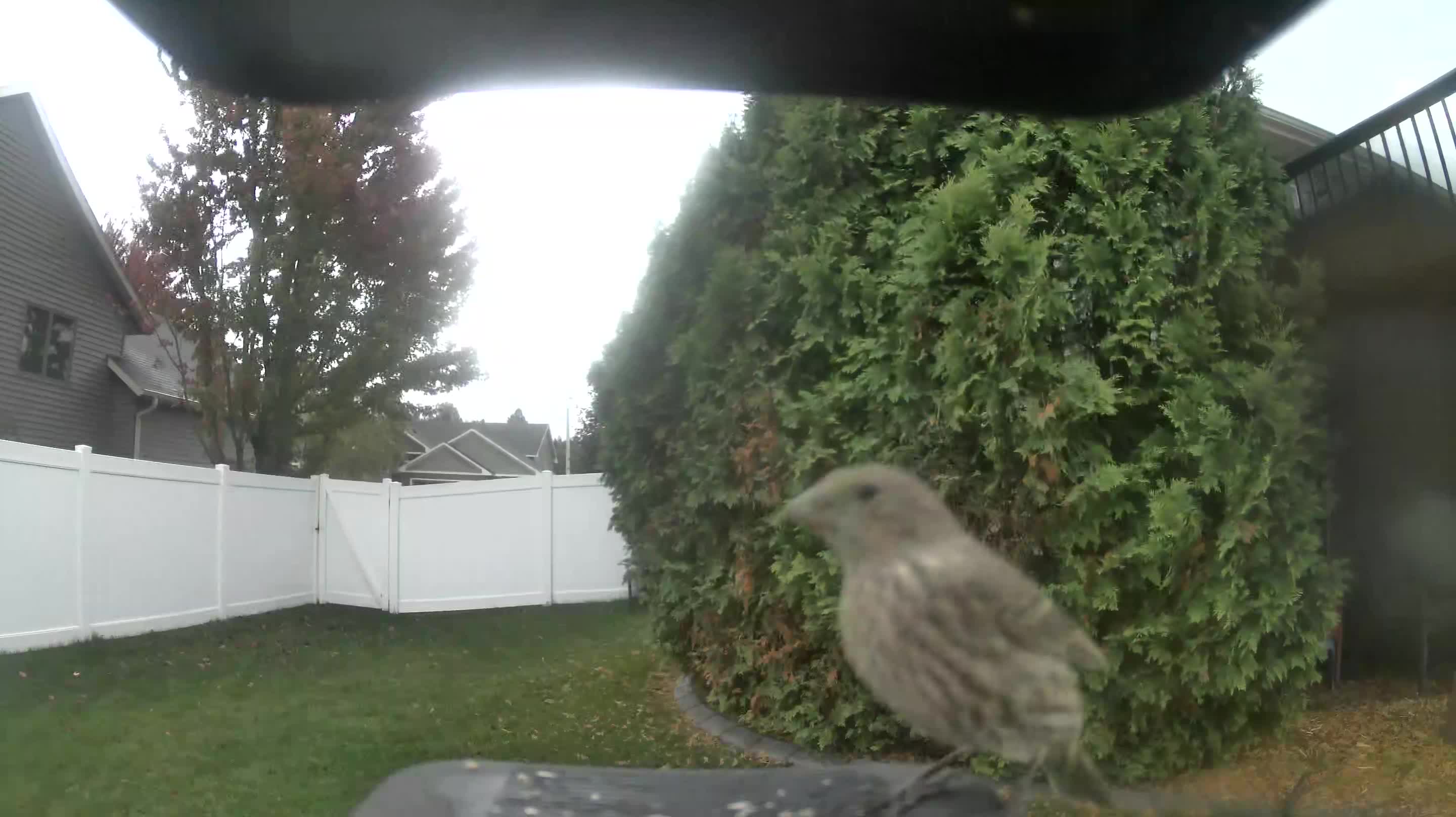 House Finch