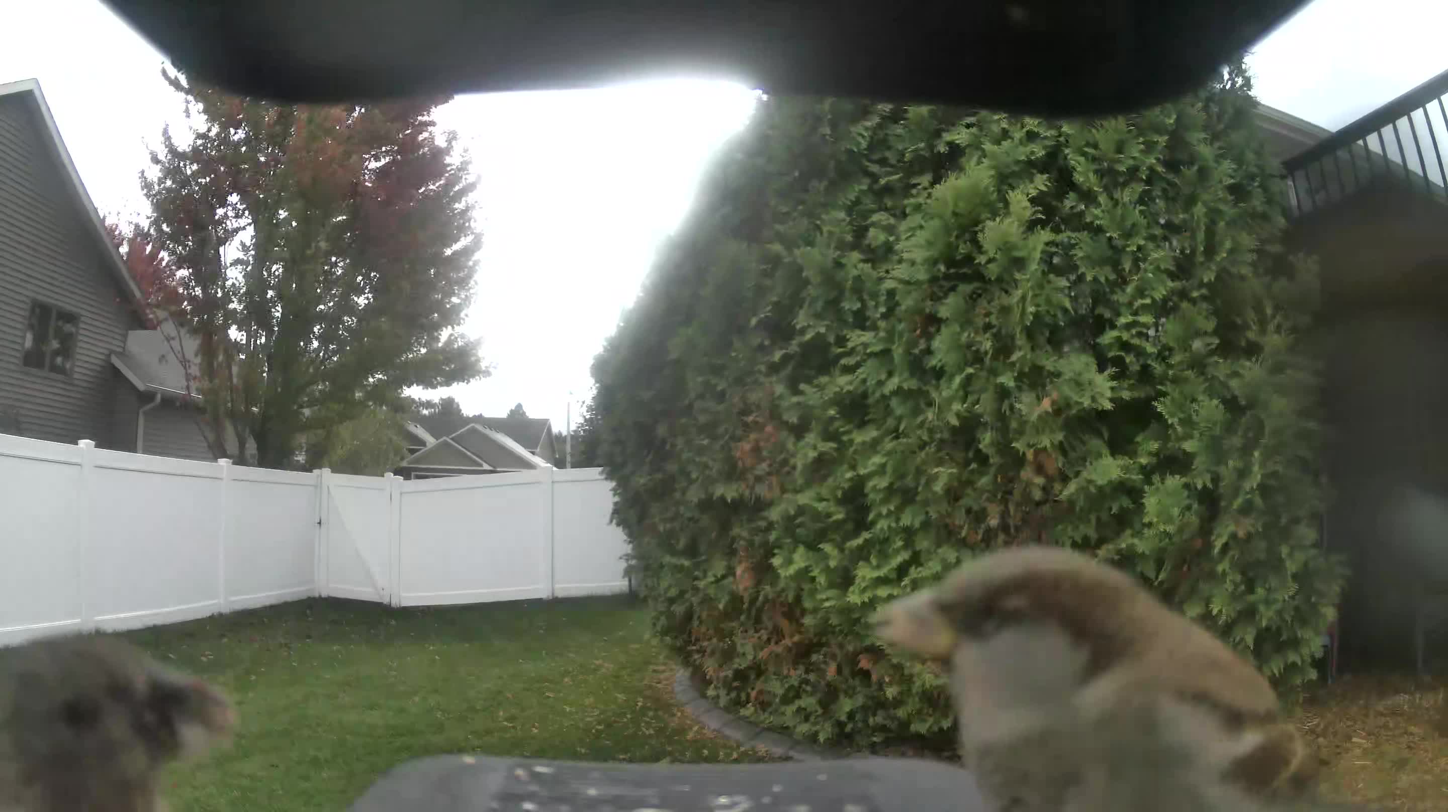 House Sparrow