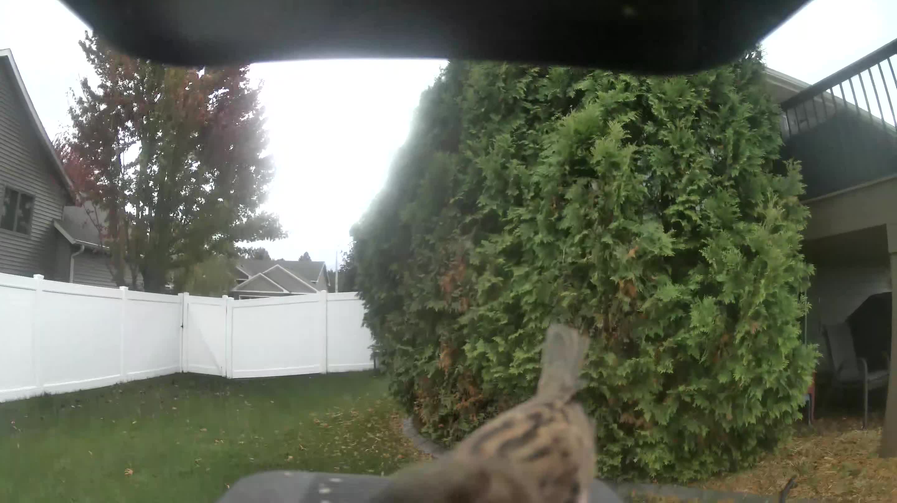 House Sparrow