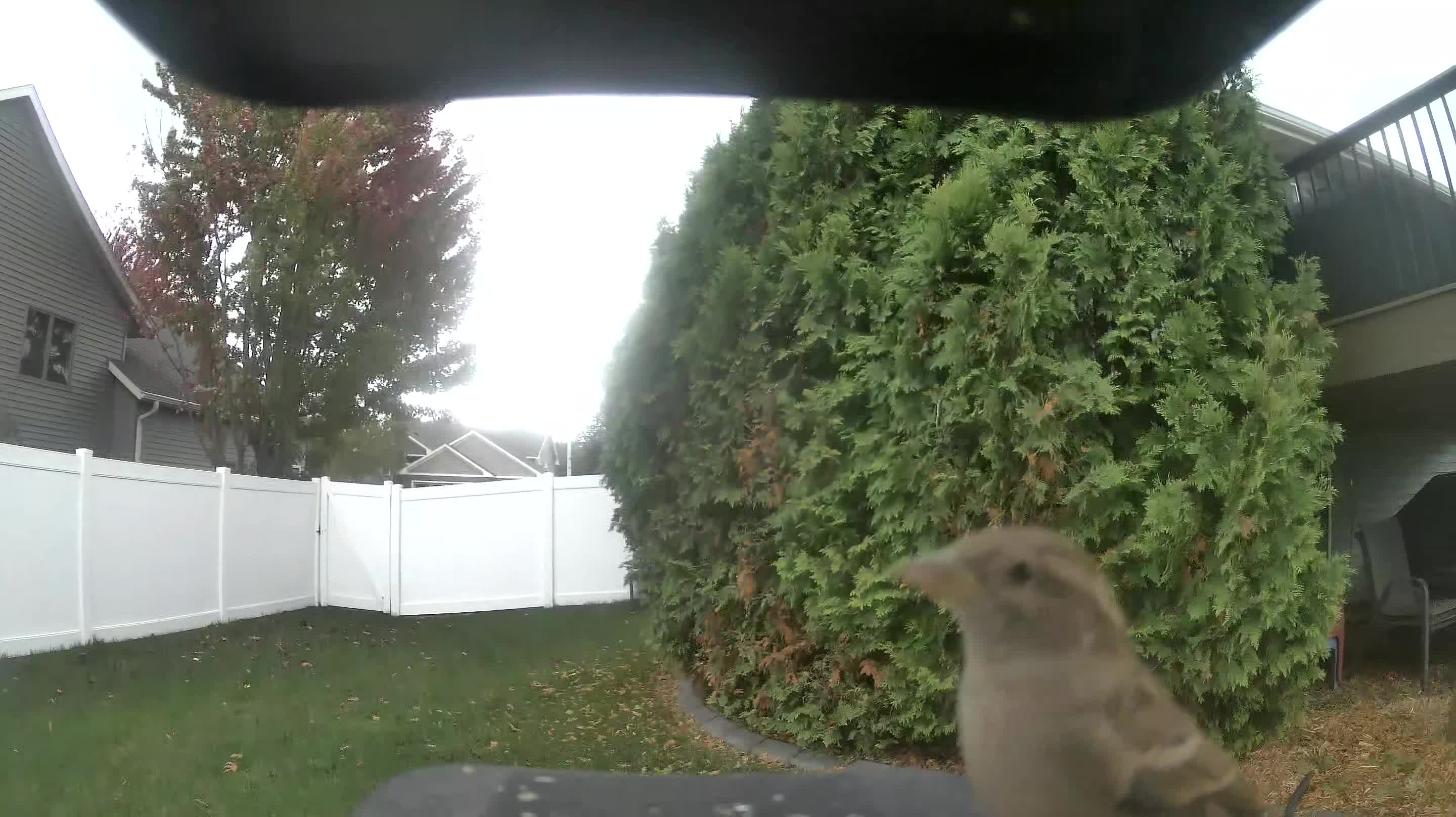 House Sparrow