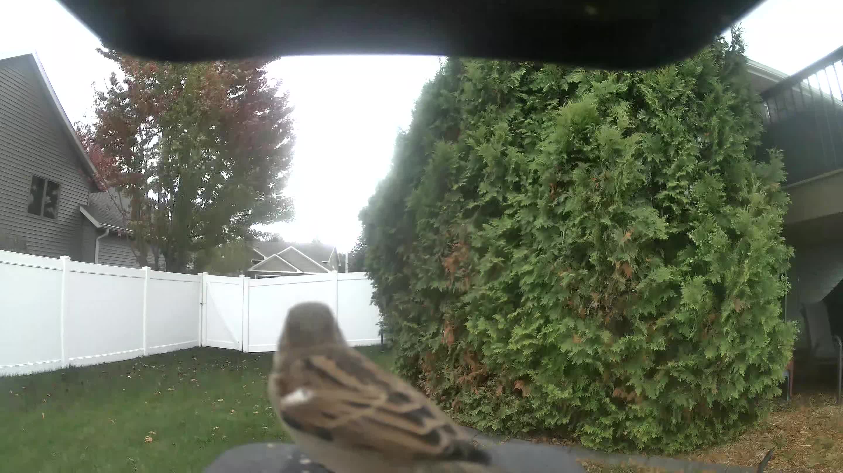 House Sparrow