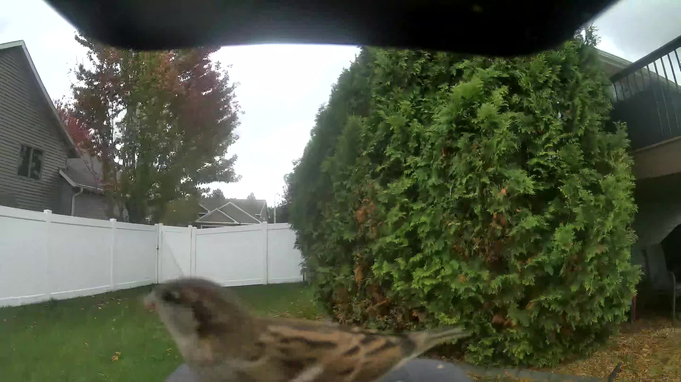House Sparrow