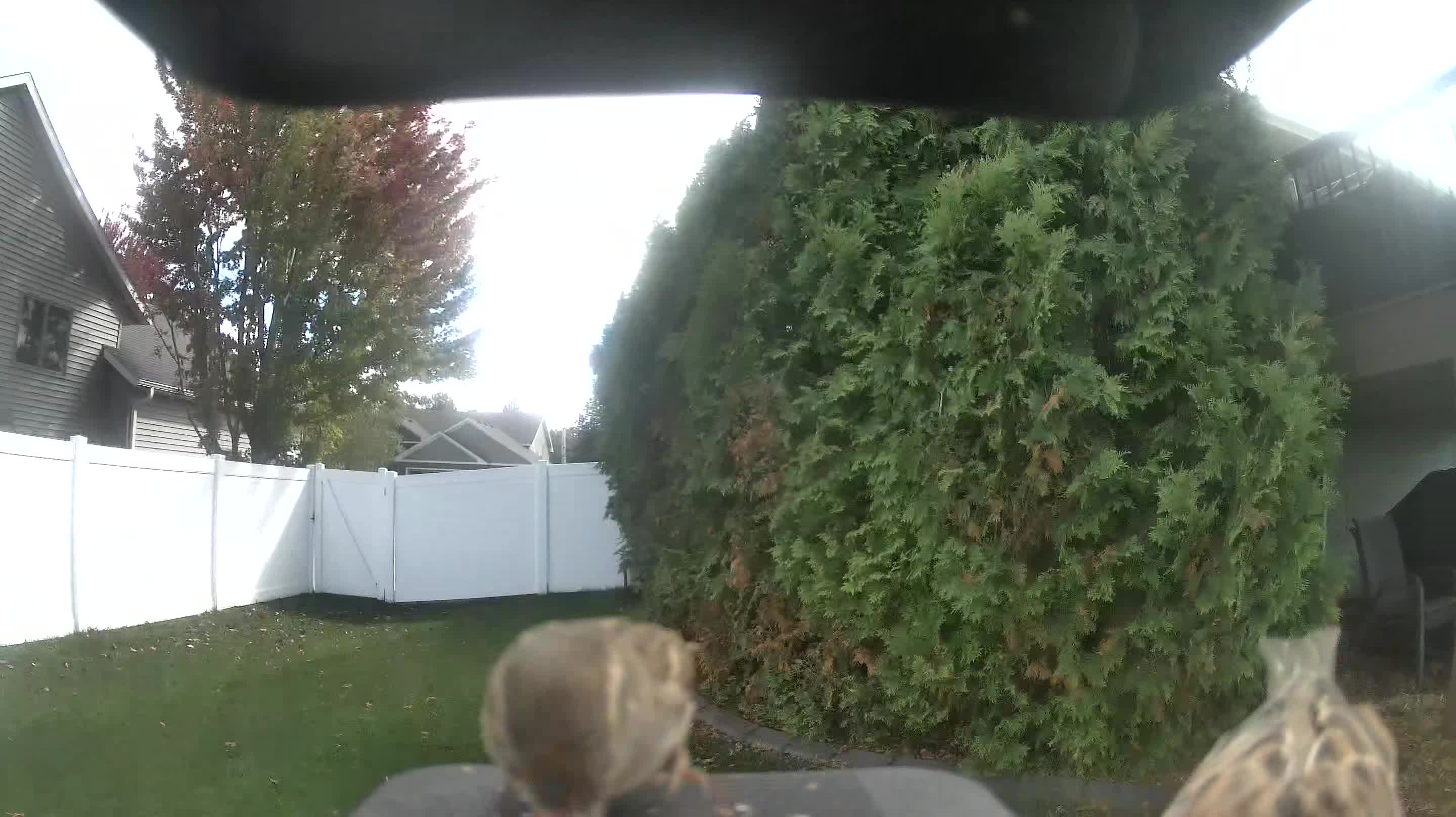 House Sparrow