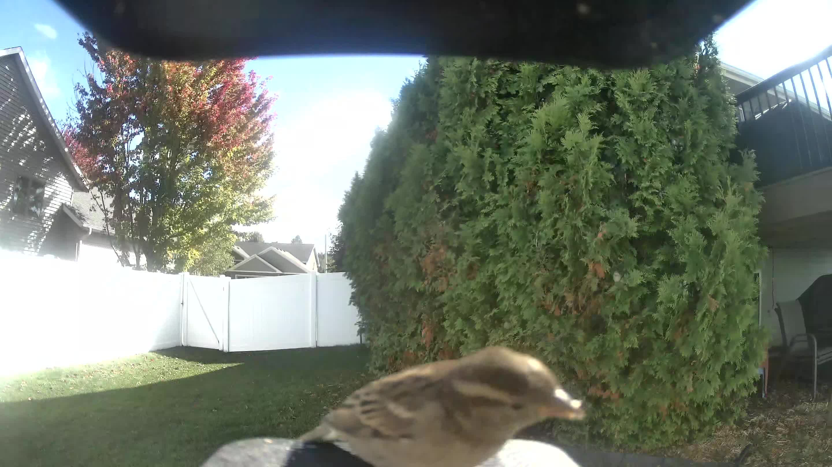 House Sparrow