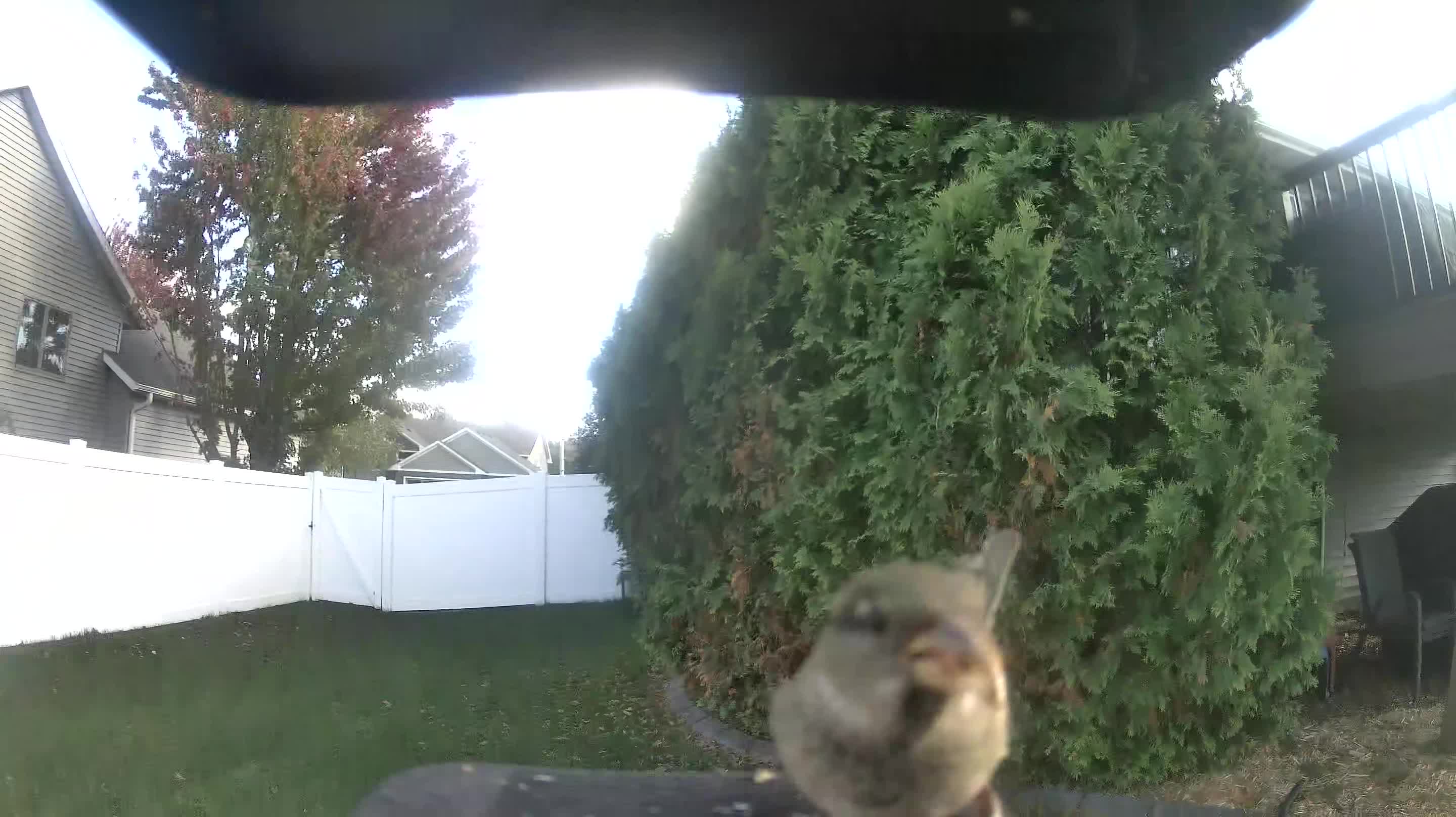 House Sparrow