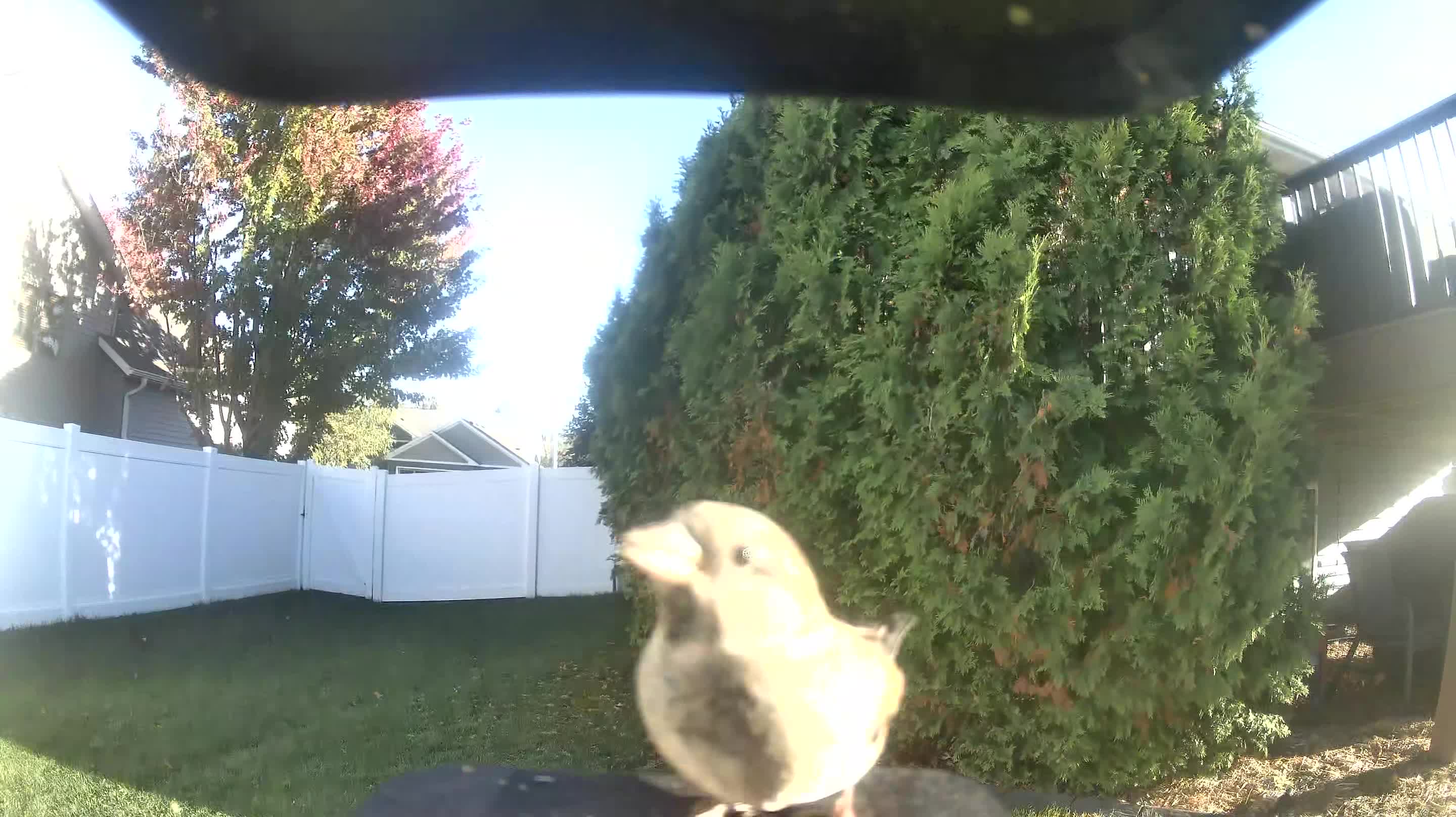 House Sparrow