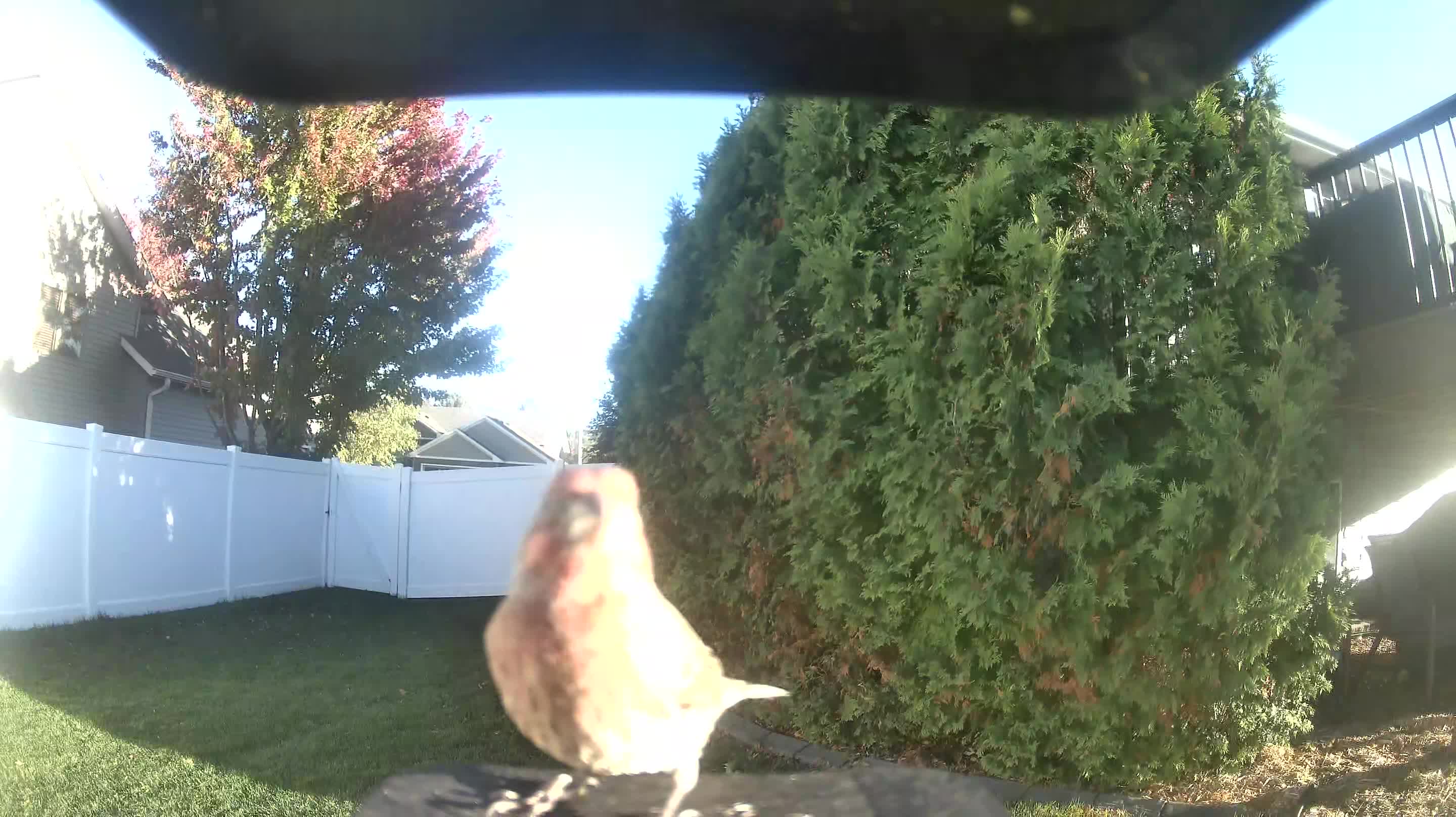 House Finch