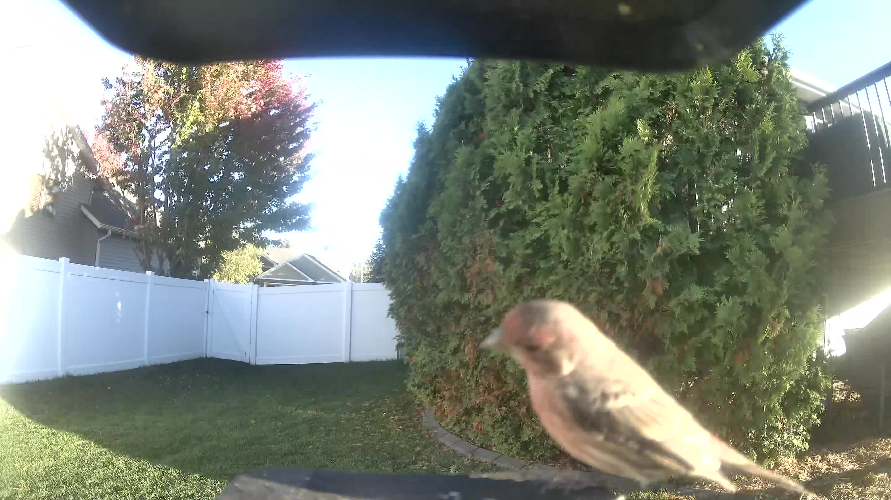 House Finch