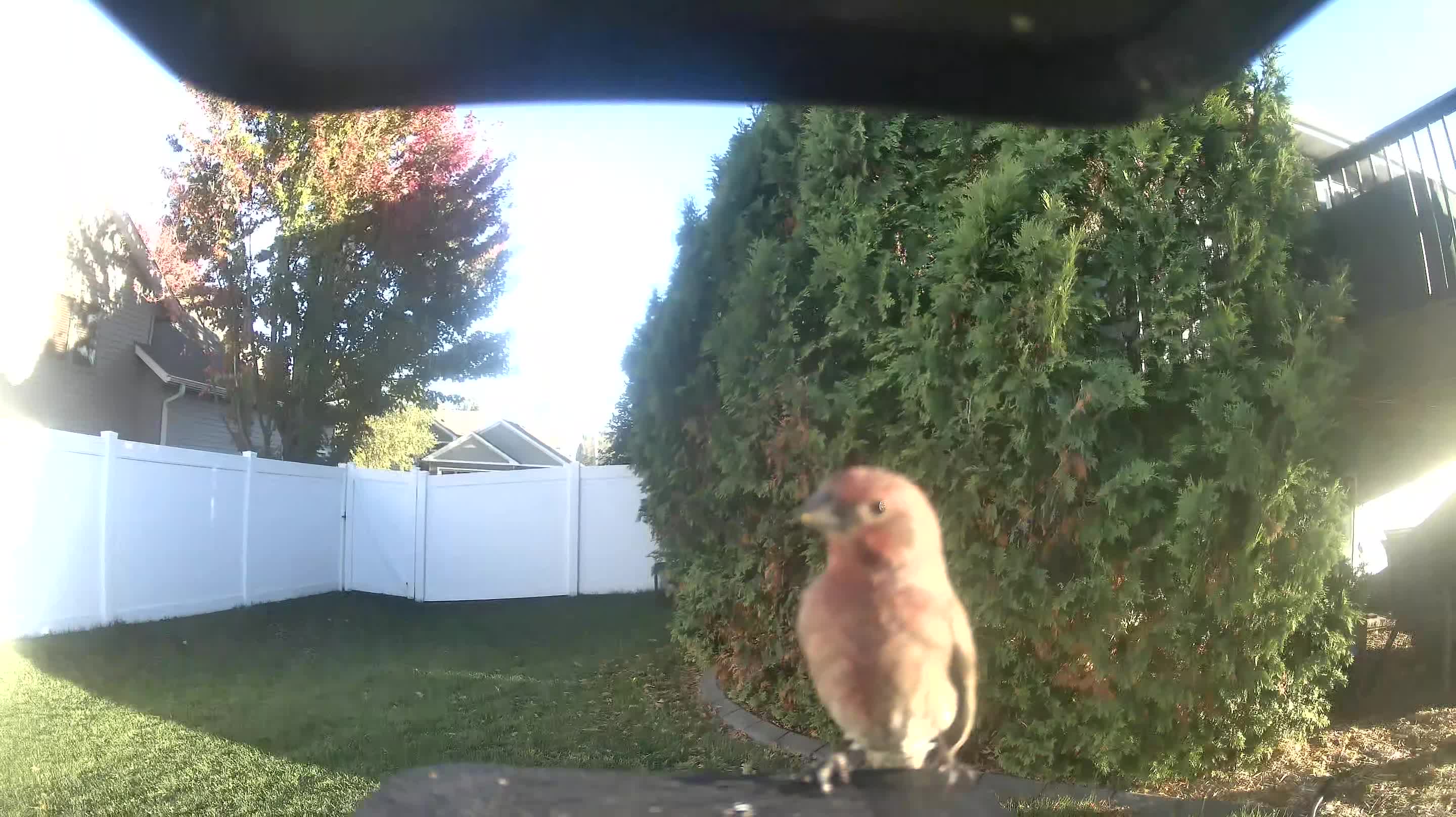 House Finch