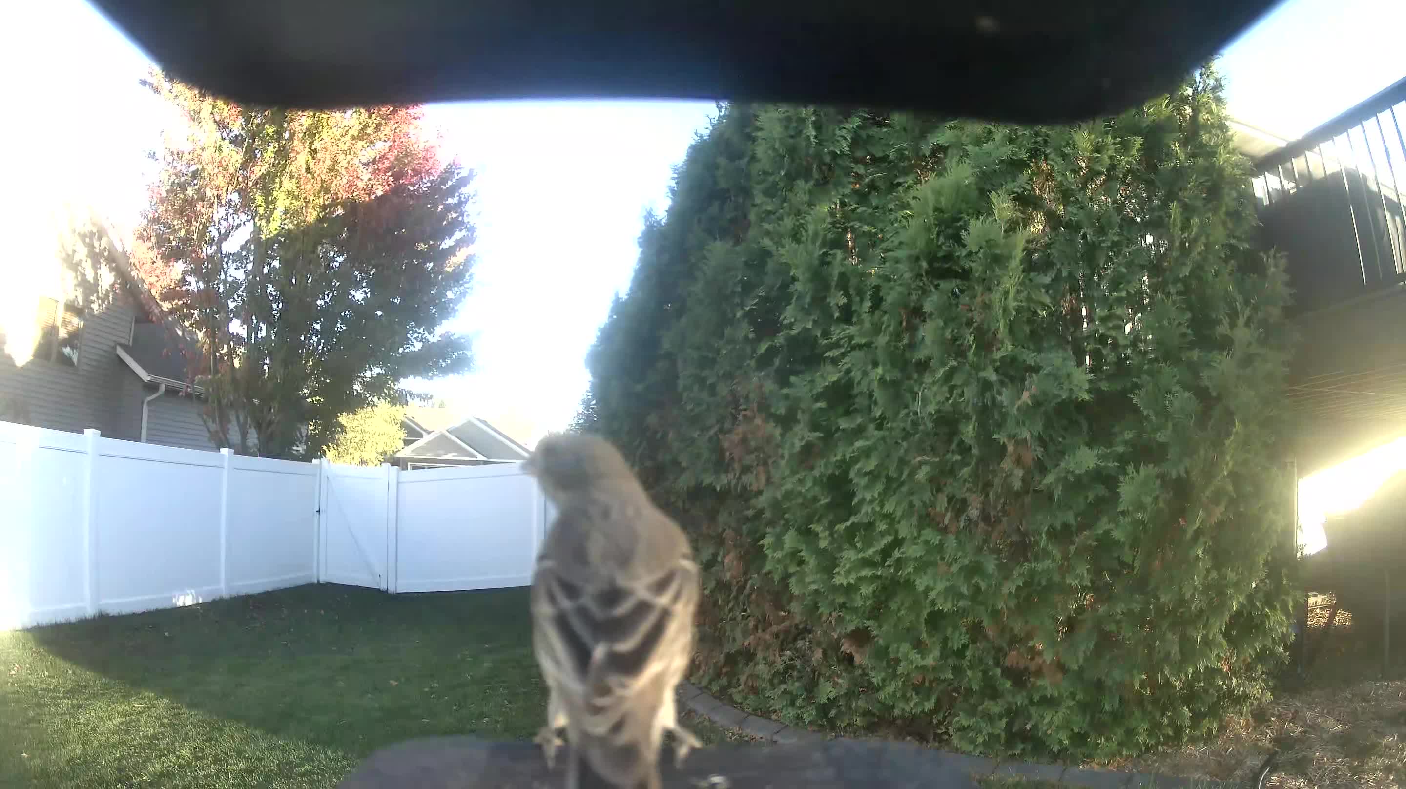 Pine Siskin