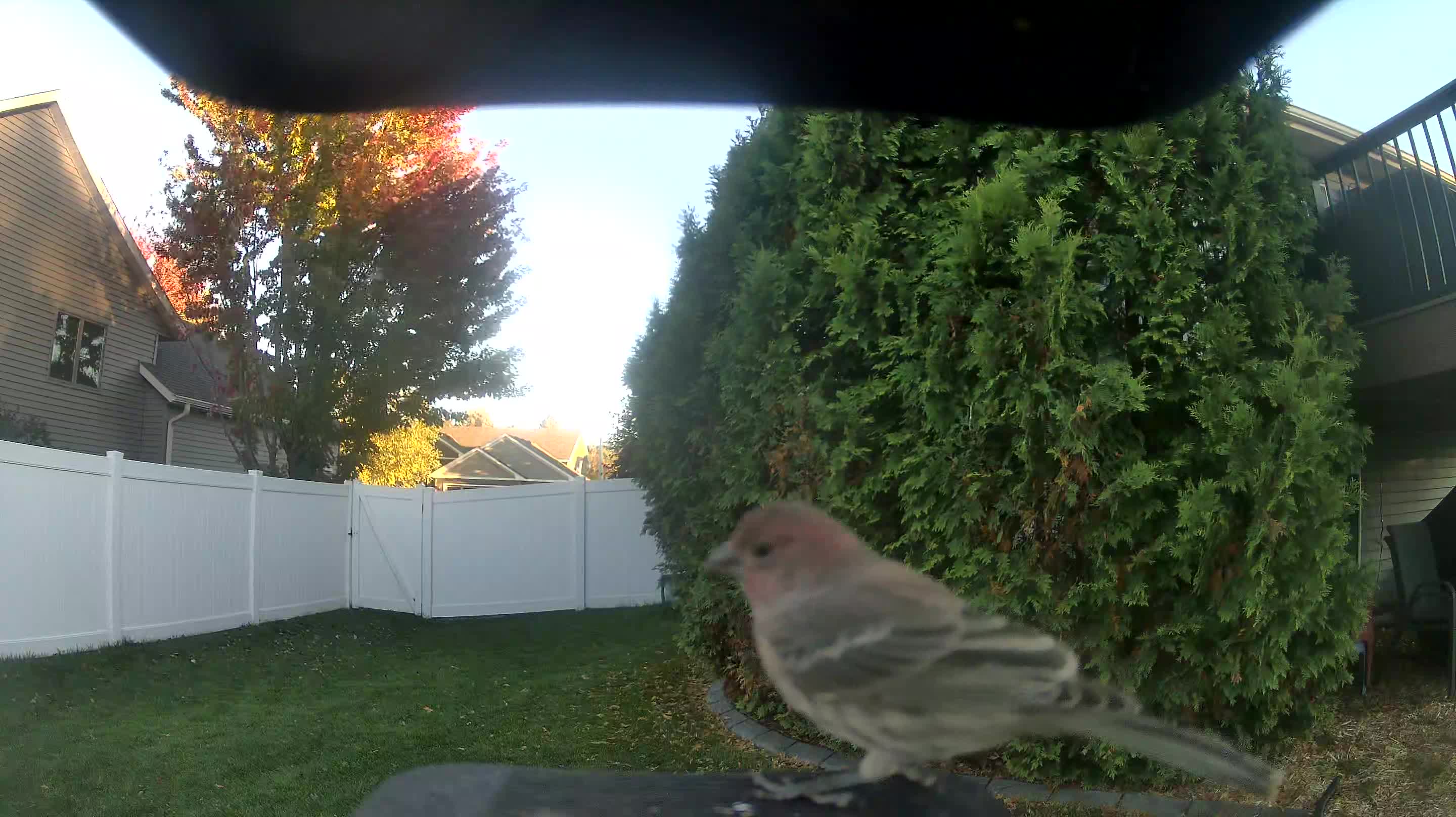 House Finch