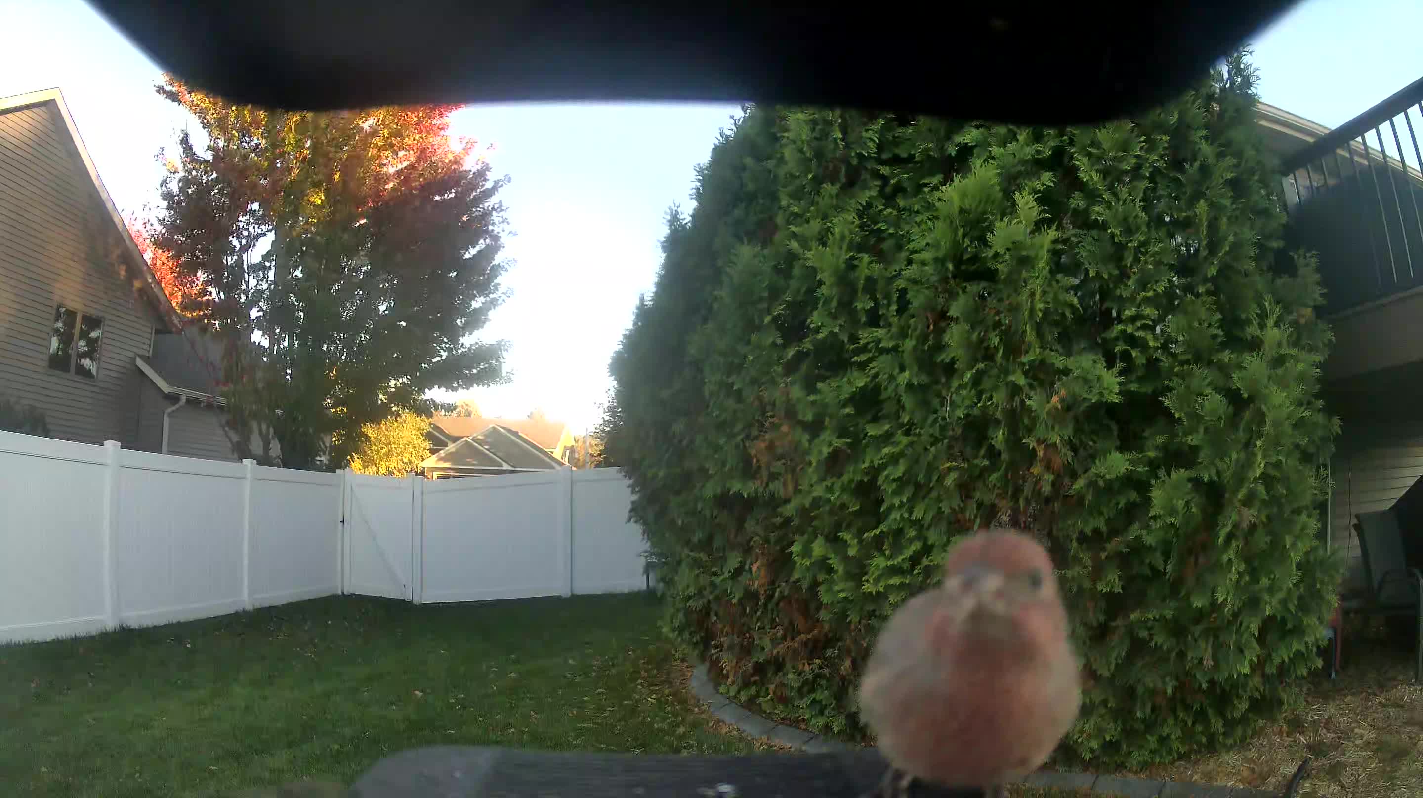 House Finch