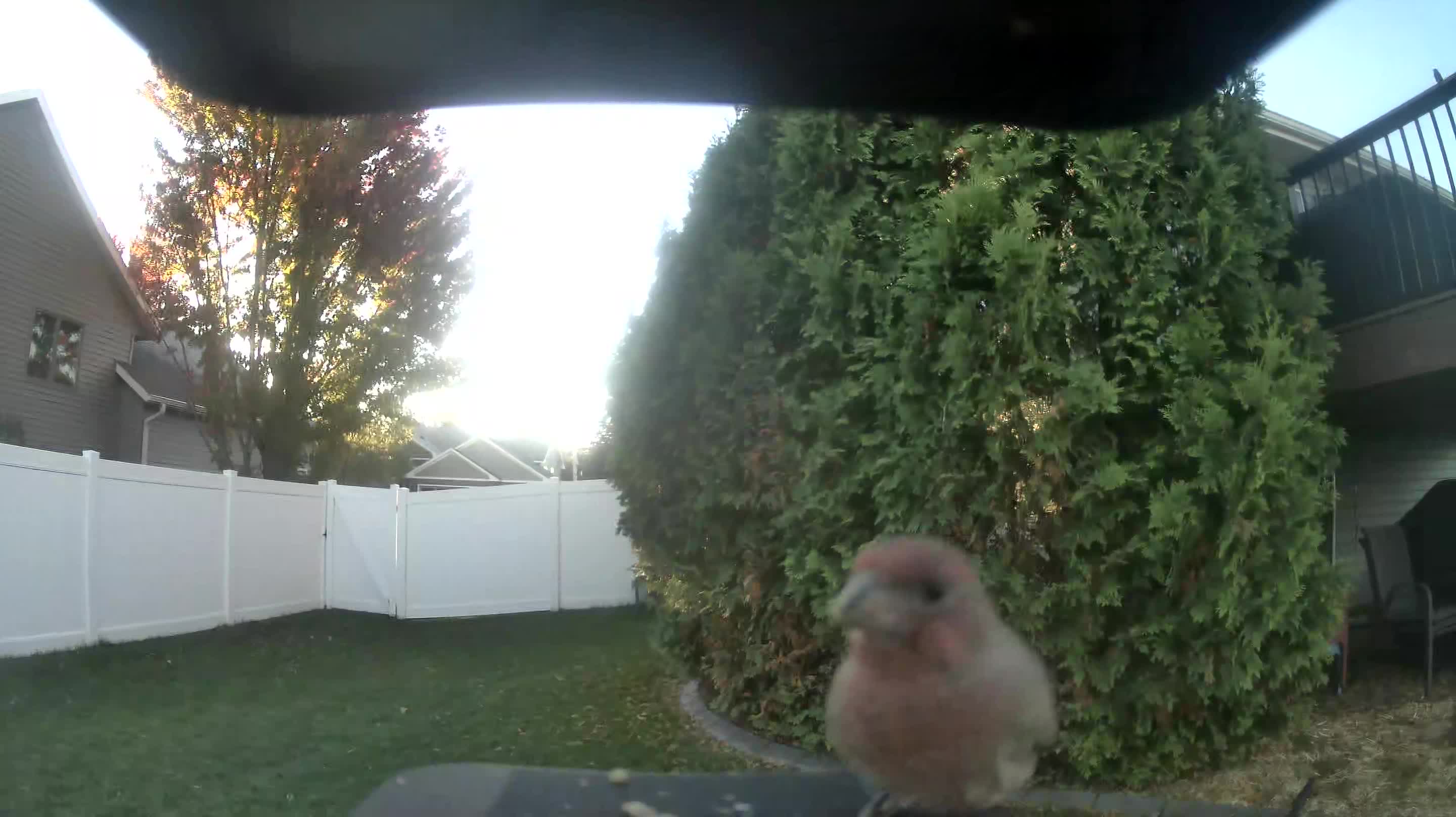 House Finch