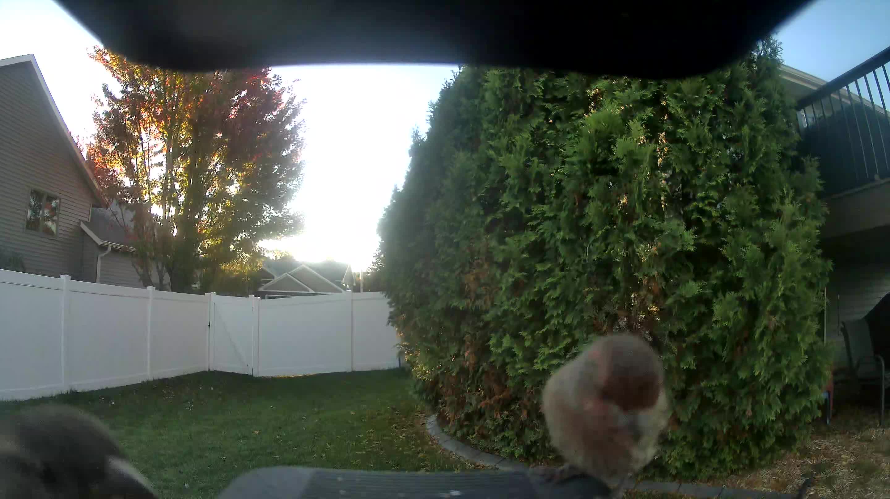House Finch