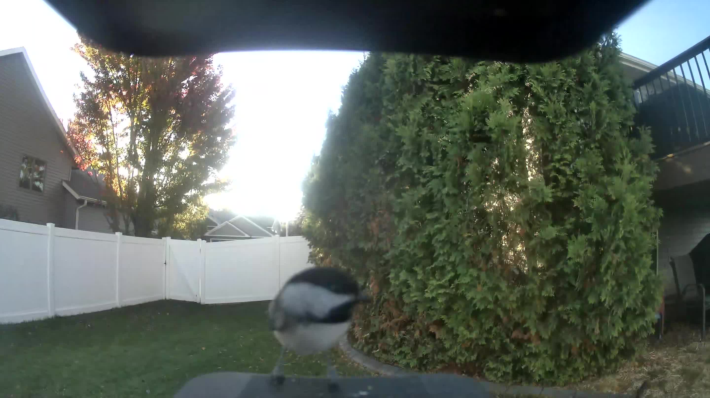 Black-capped Chickadee