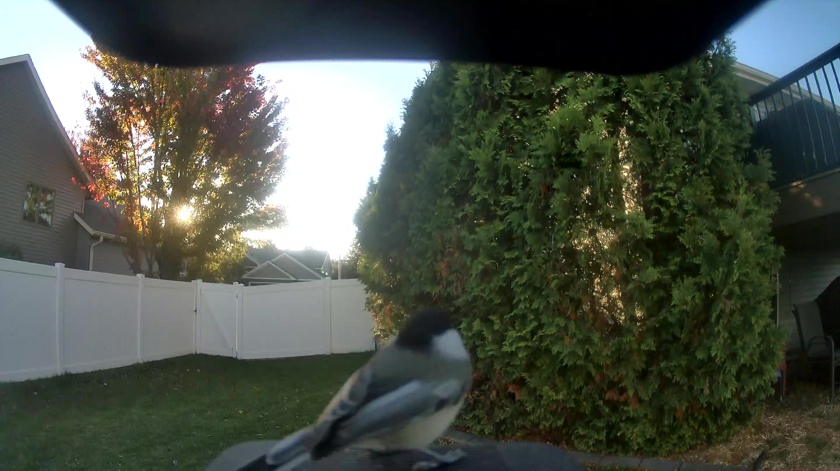 Black-capped Chickadee