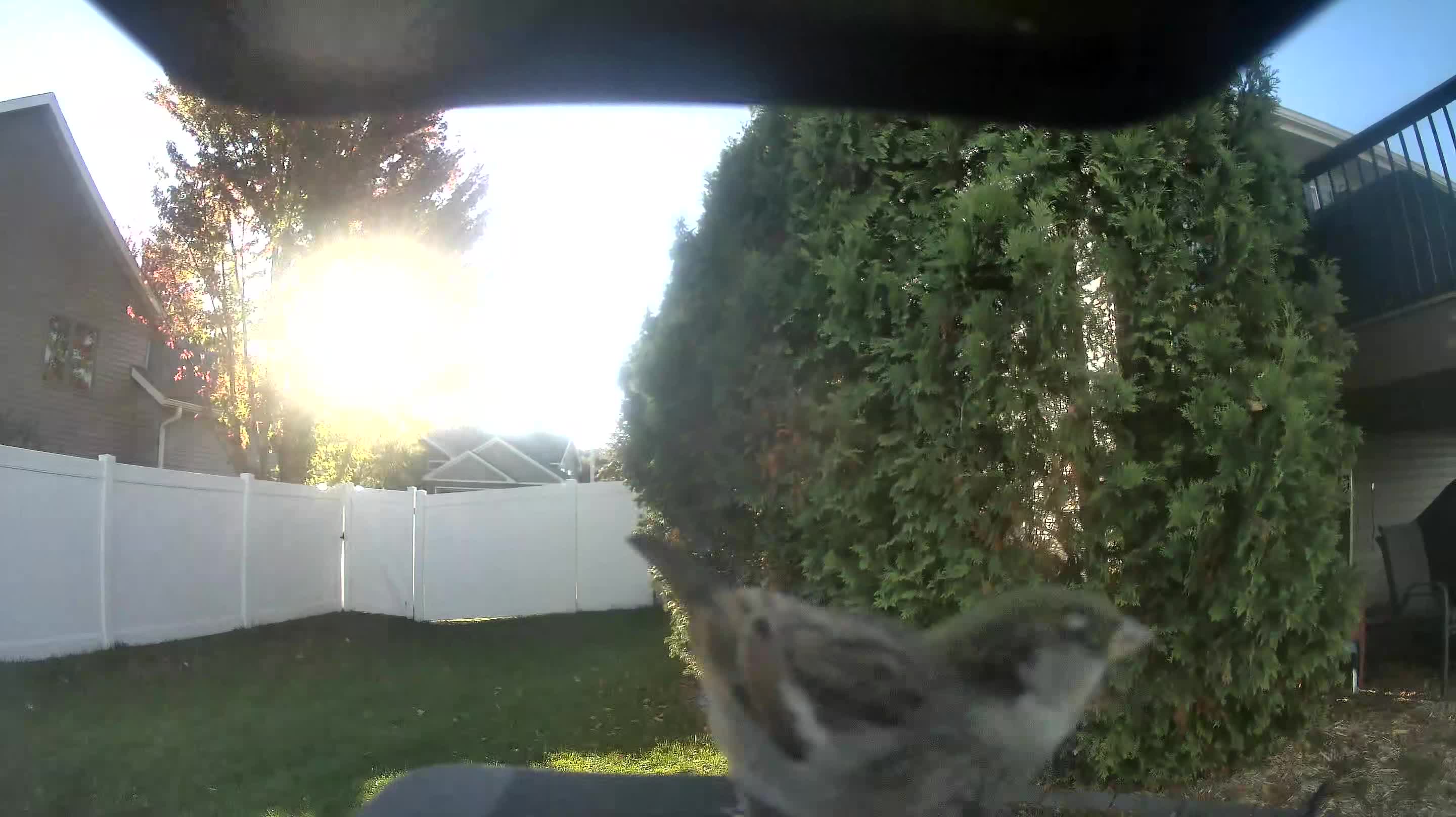 House Sparrow