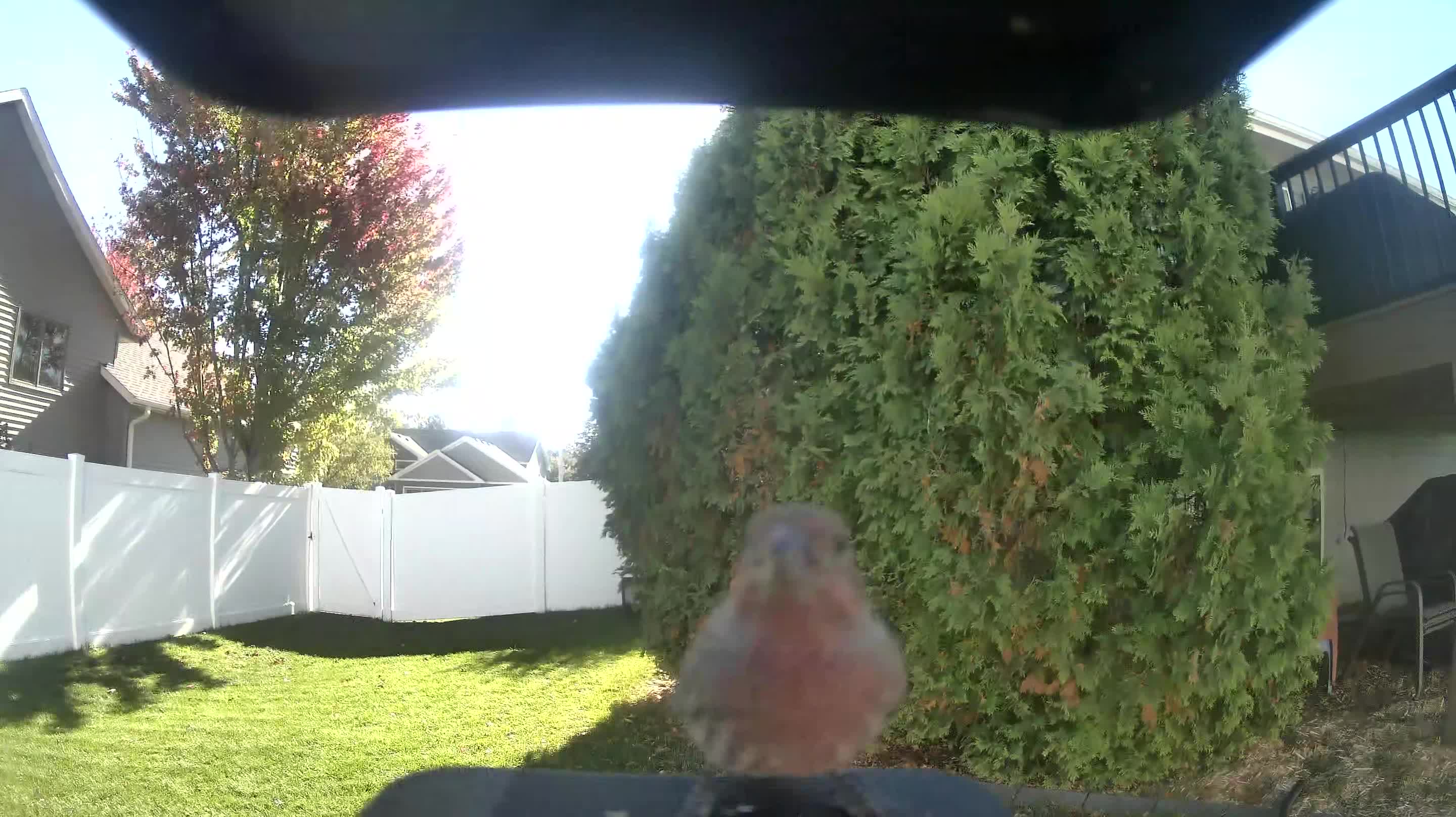 House Finch