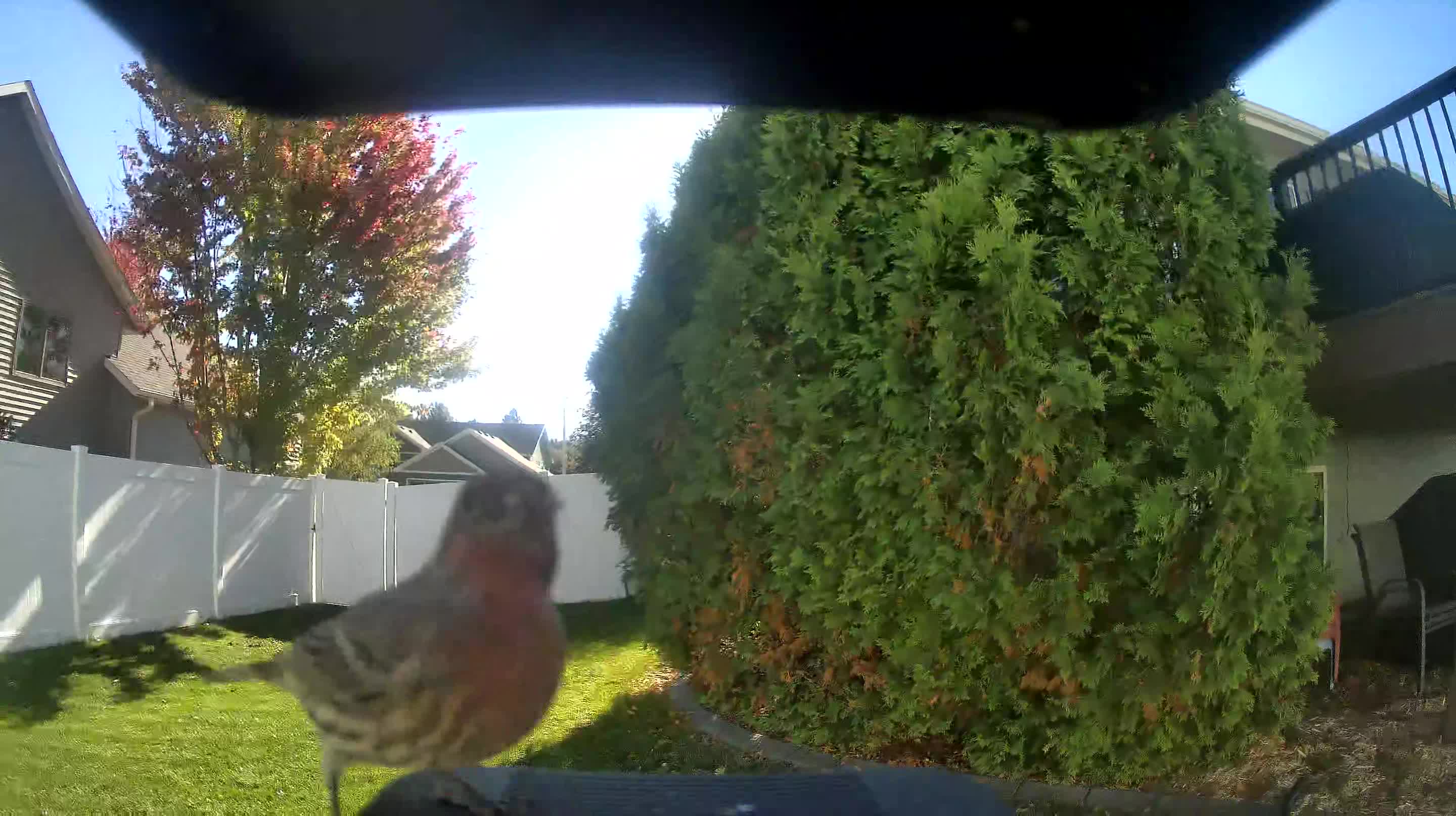 House Finch
