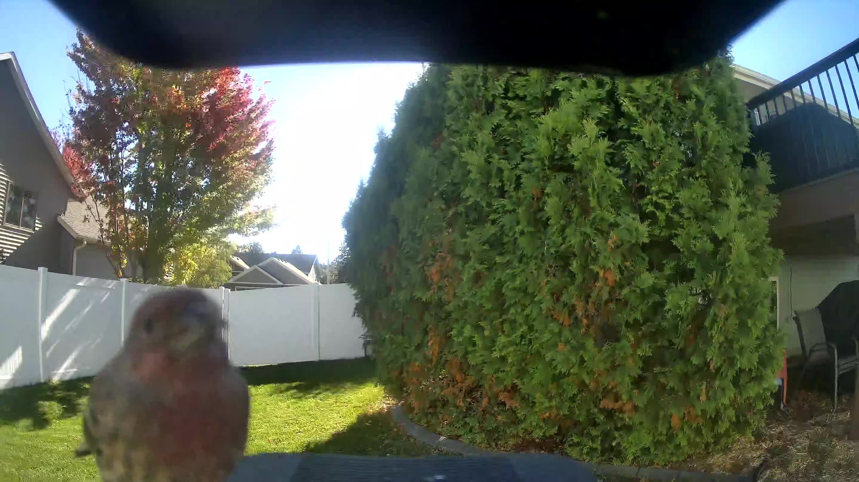 House Finch