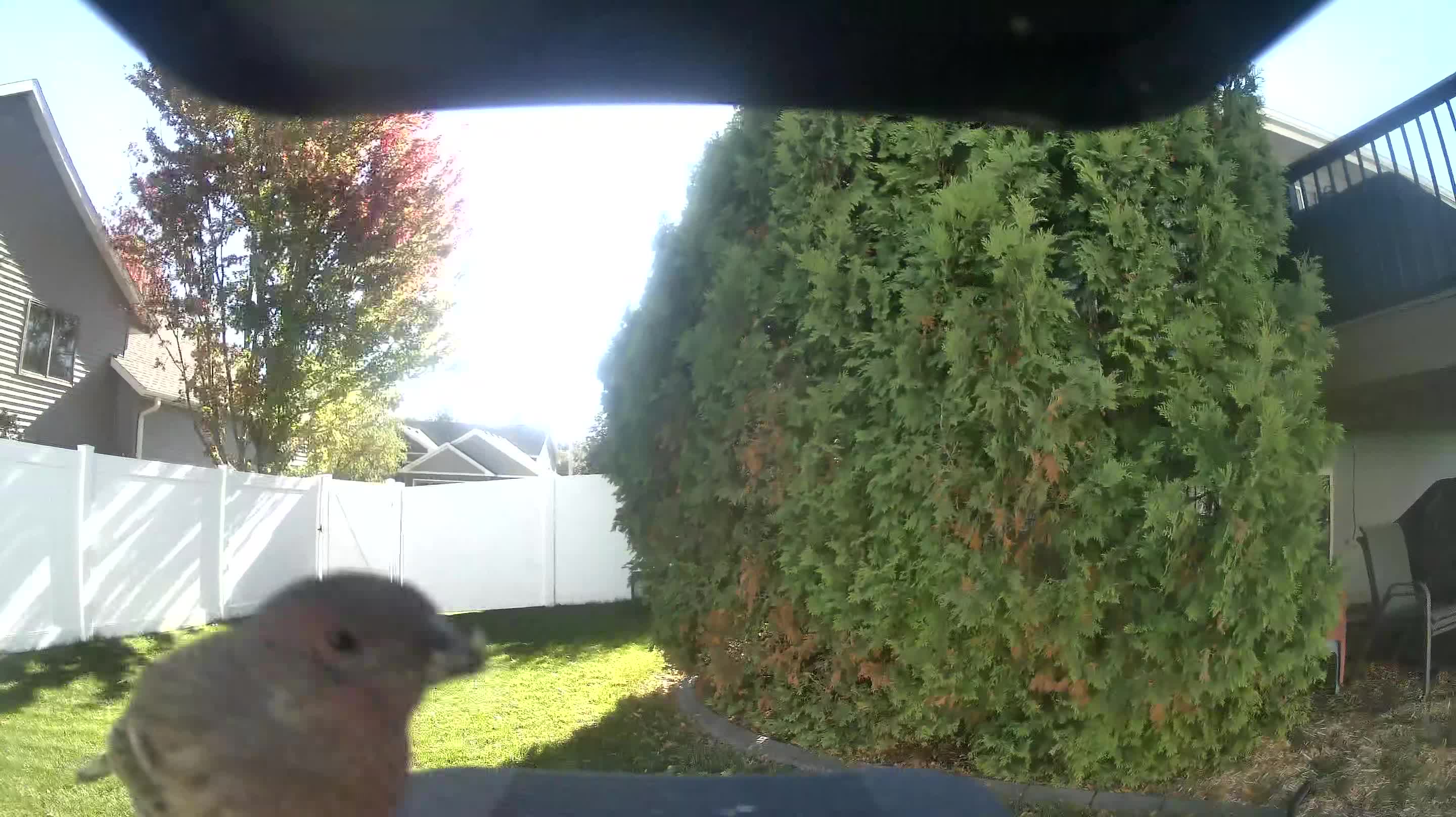 Mourning Dove