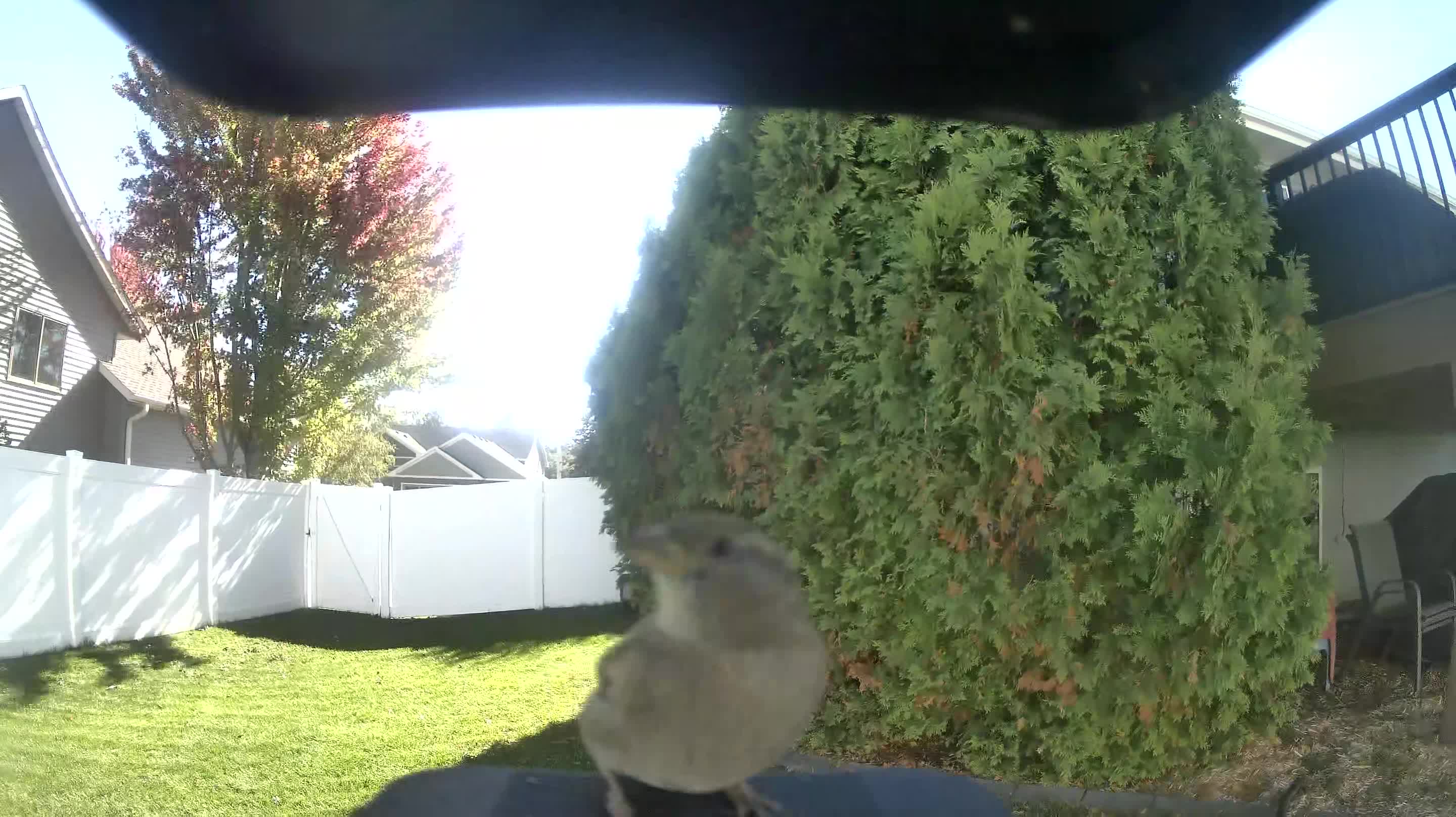 House Sparrow