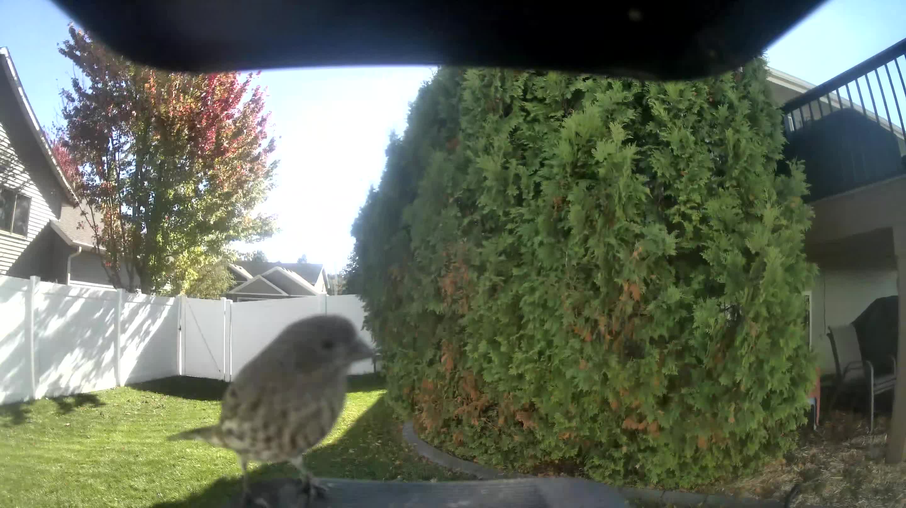 House Finch