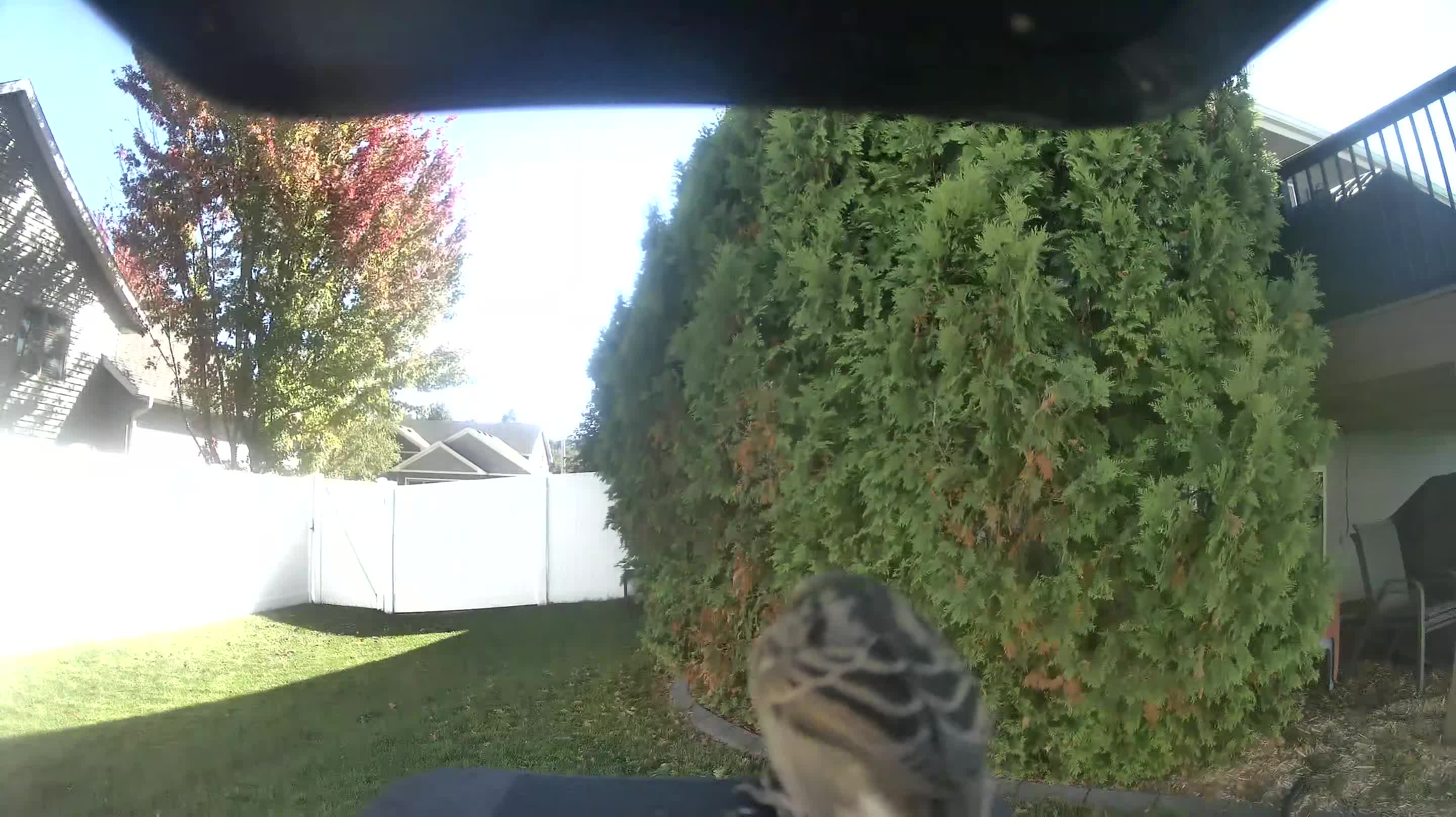 House Sparrow