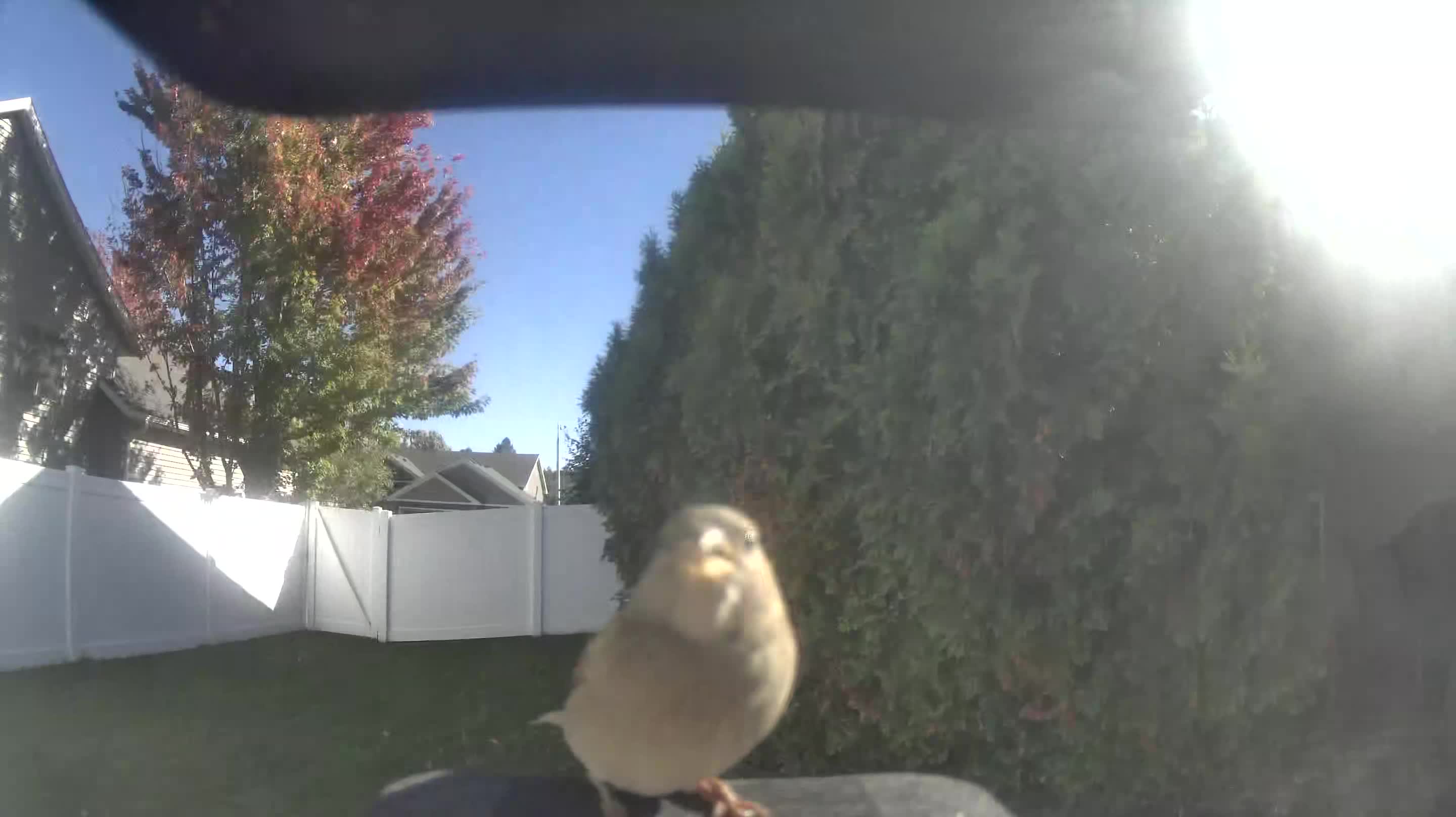 House Sparrow