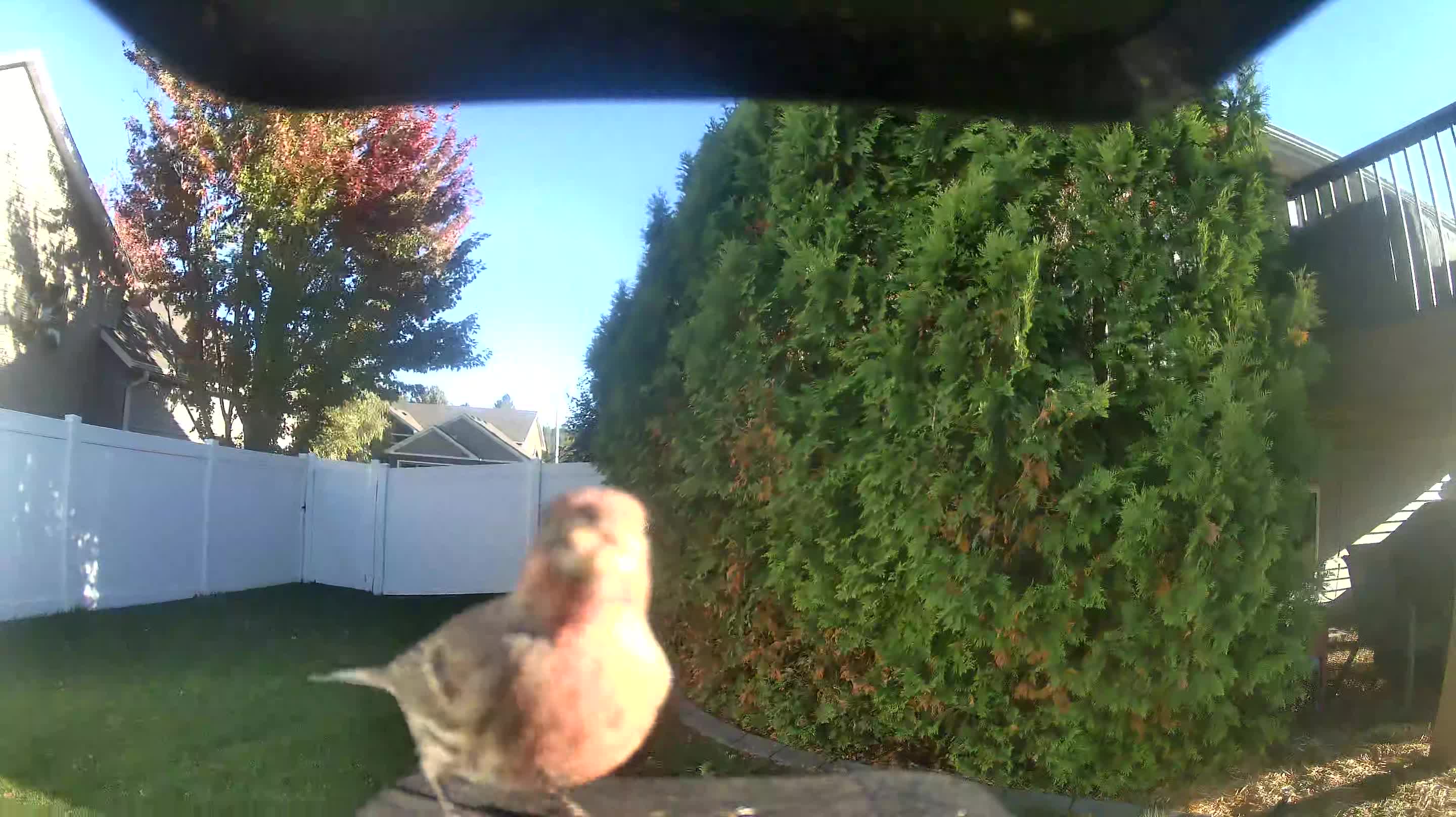 House Finch