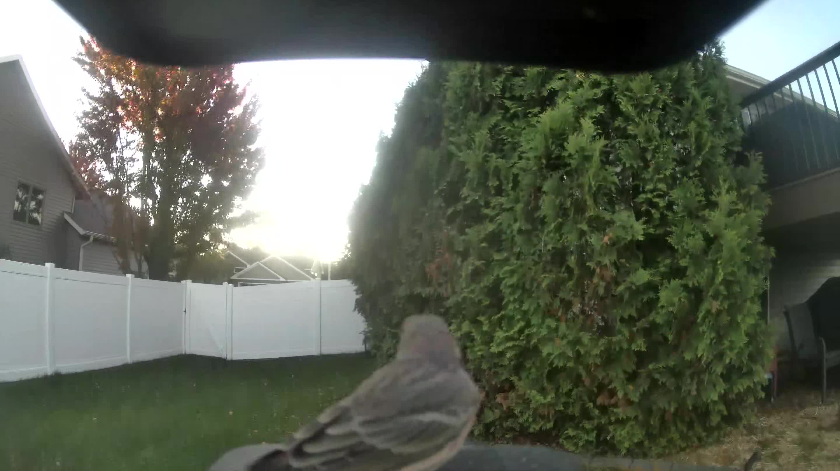 House Finch