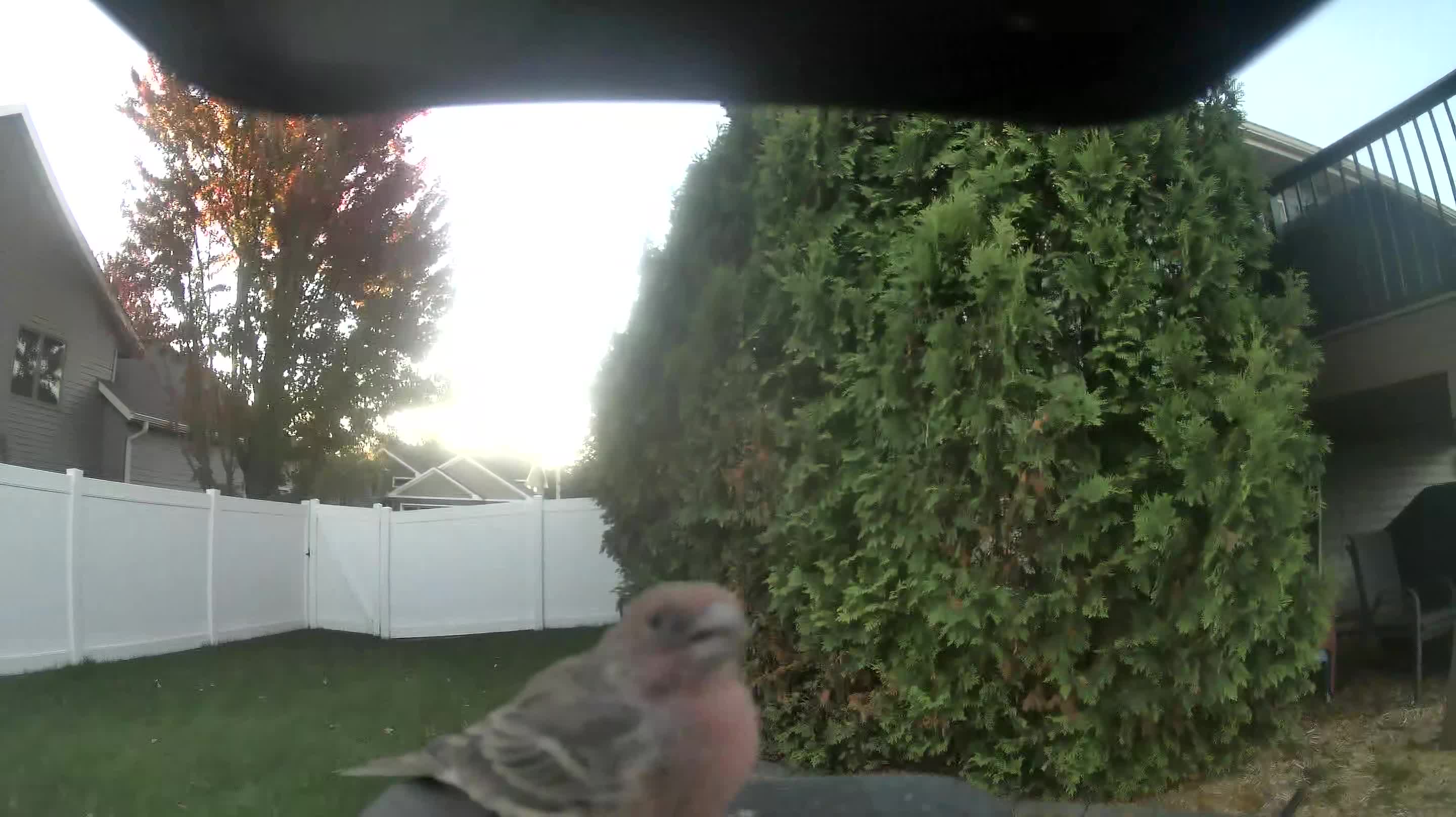 House Finch