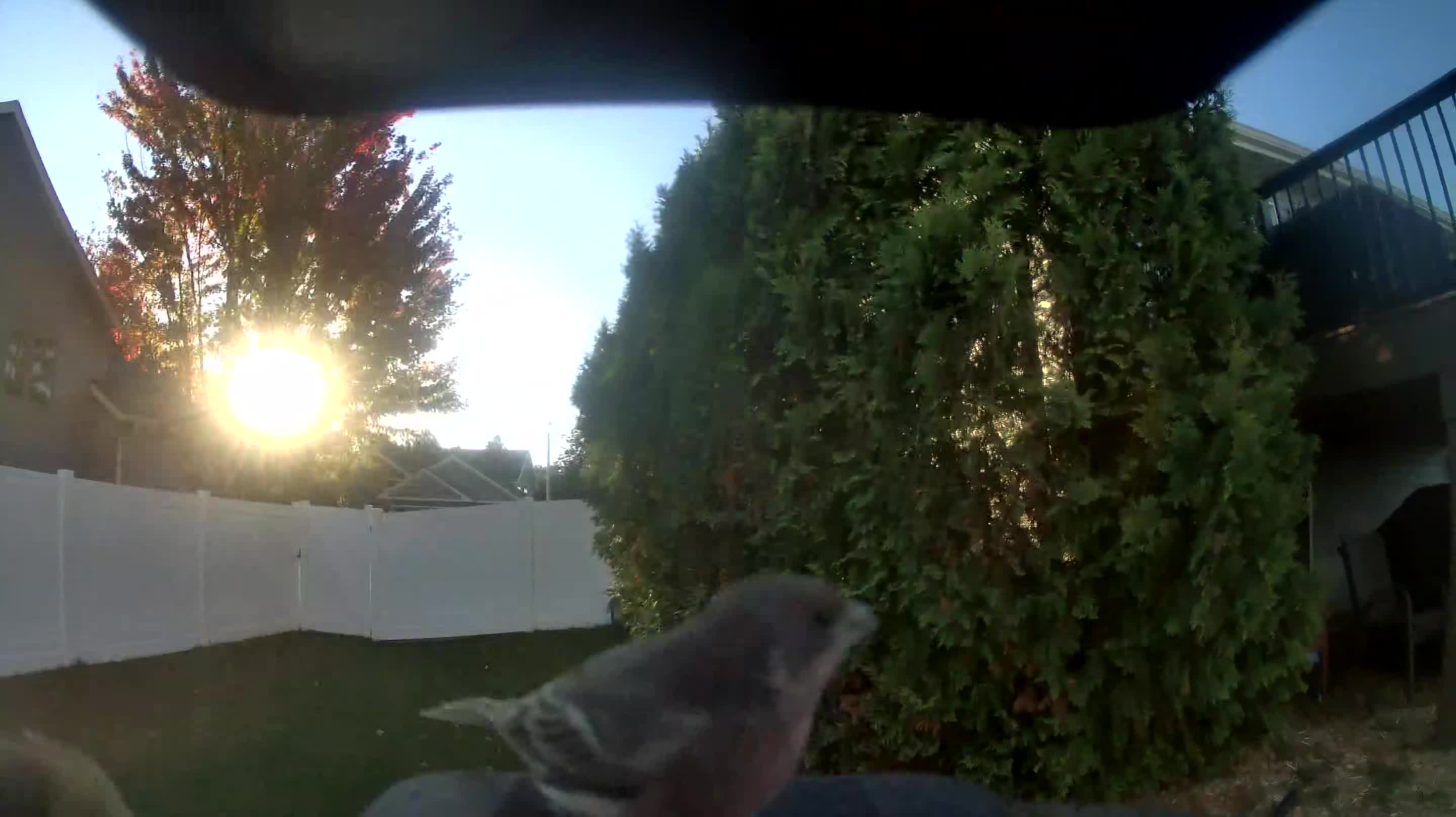 House Finch