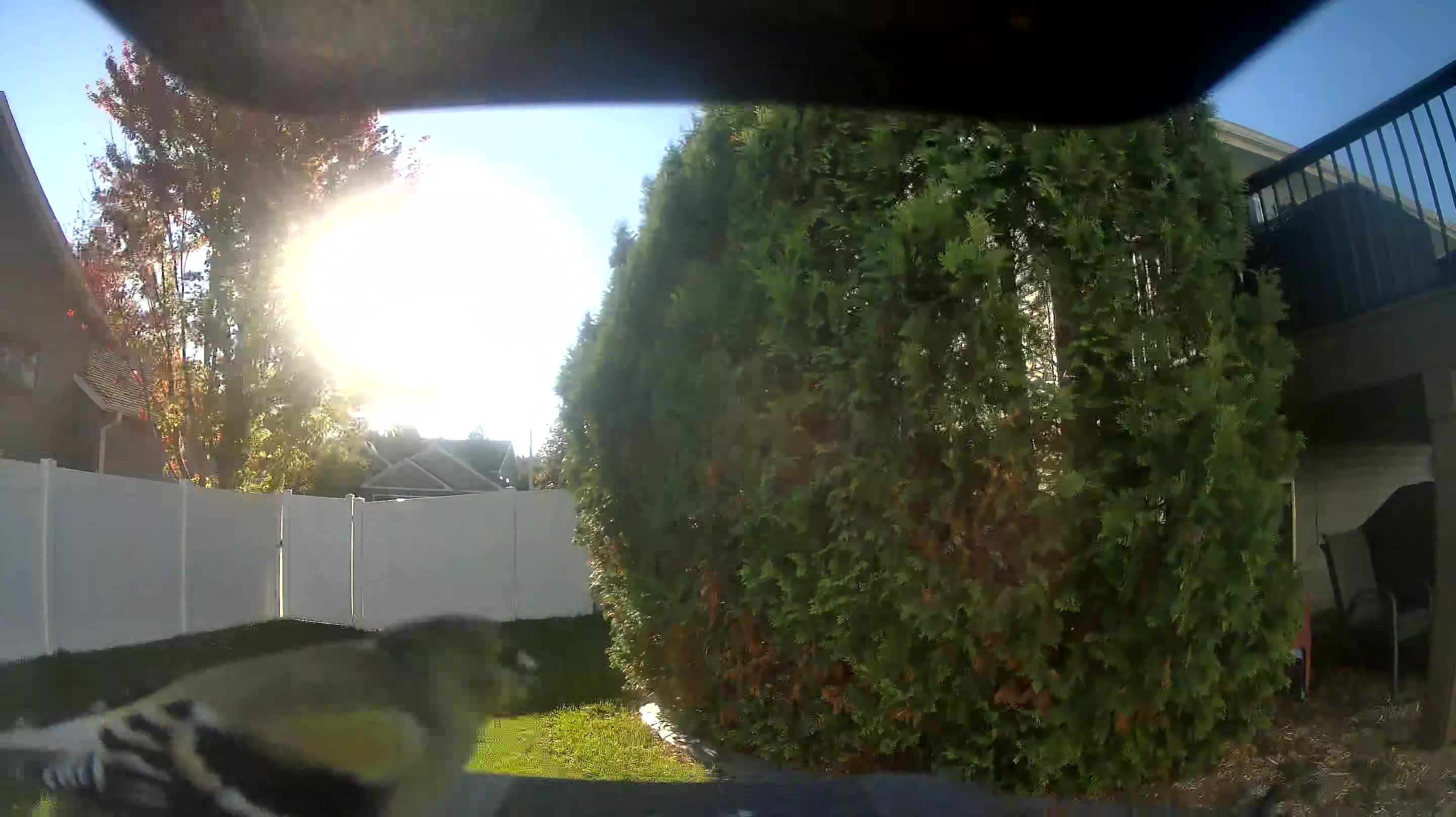 American Goldfinch