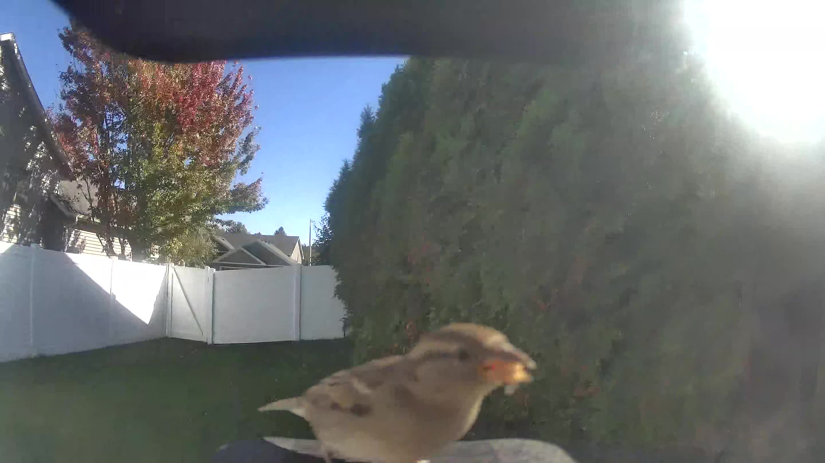 House Sparrow