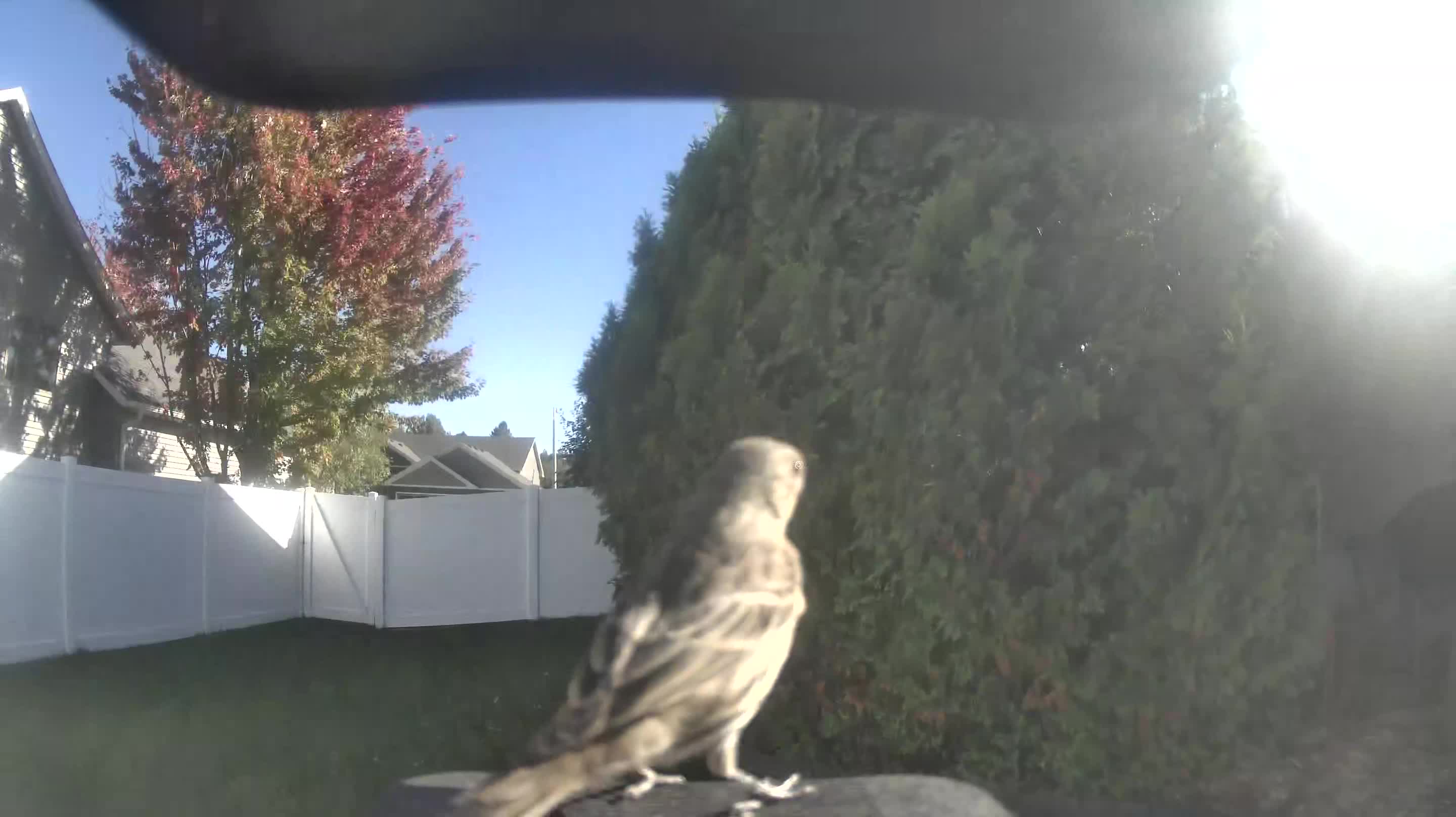 House Finch