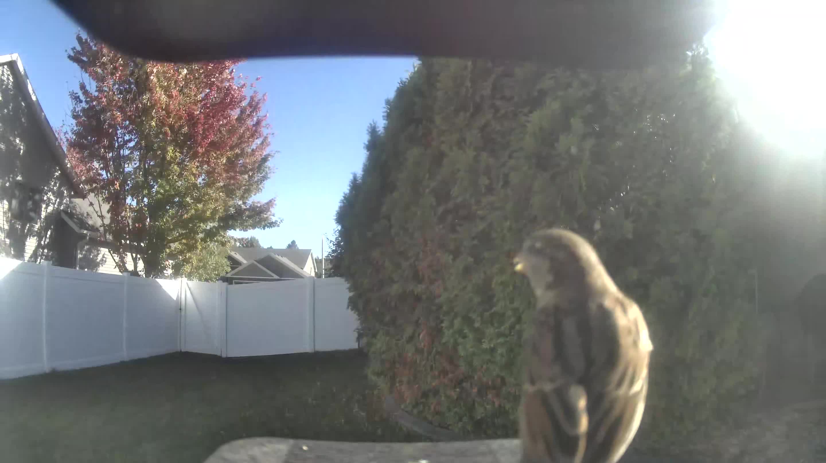 House Sparrow
