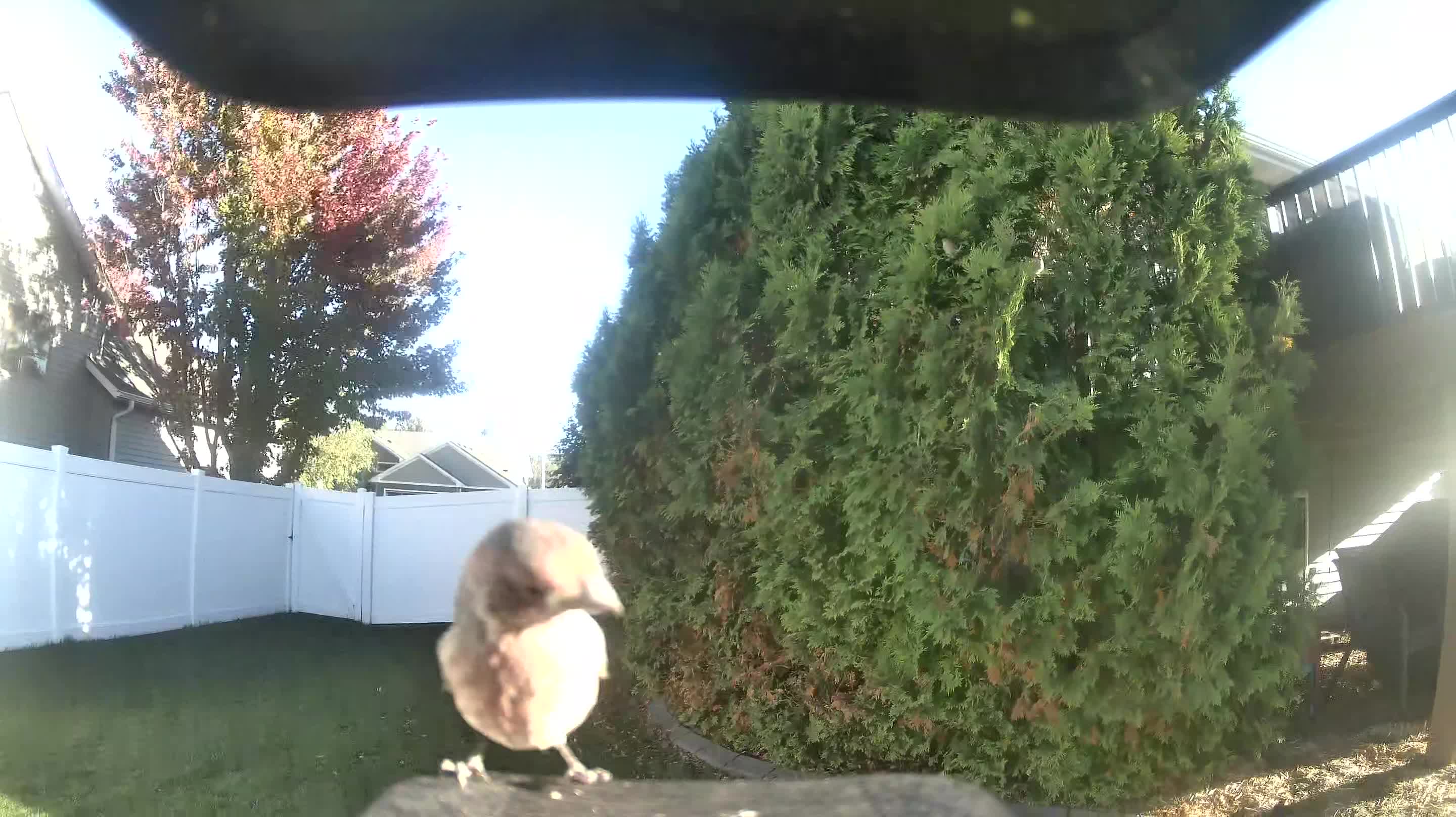 House Finch